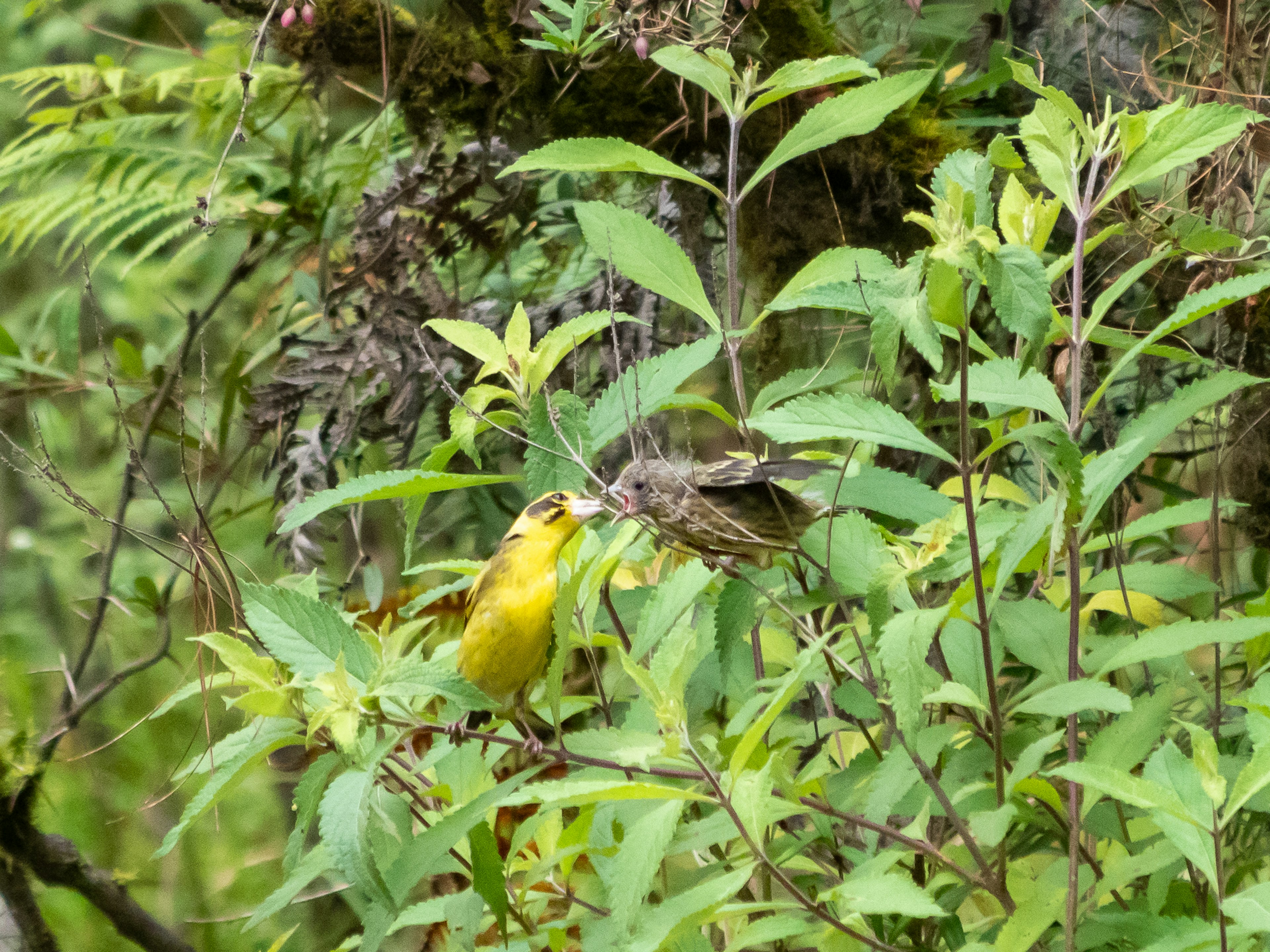 緑の葉の中にいる黄色い小鳥と昆虫の近接写真