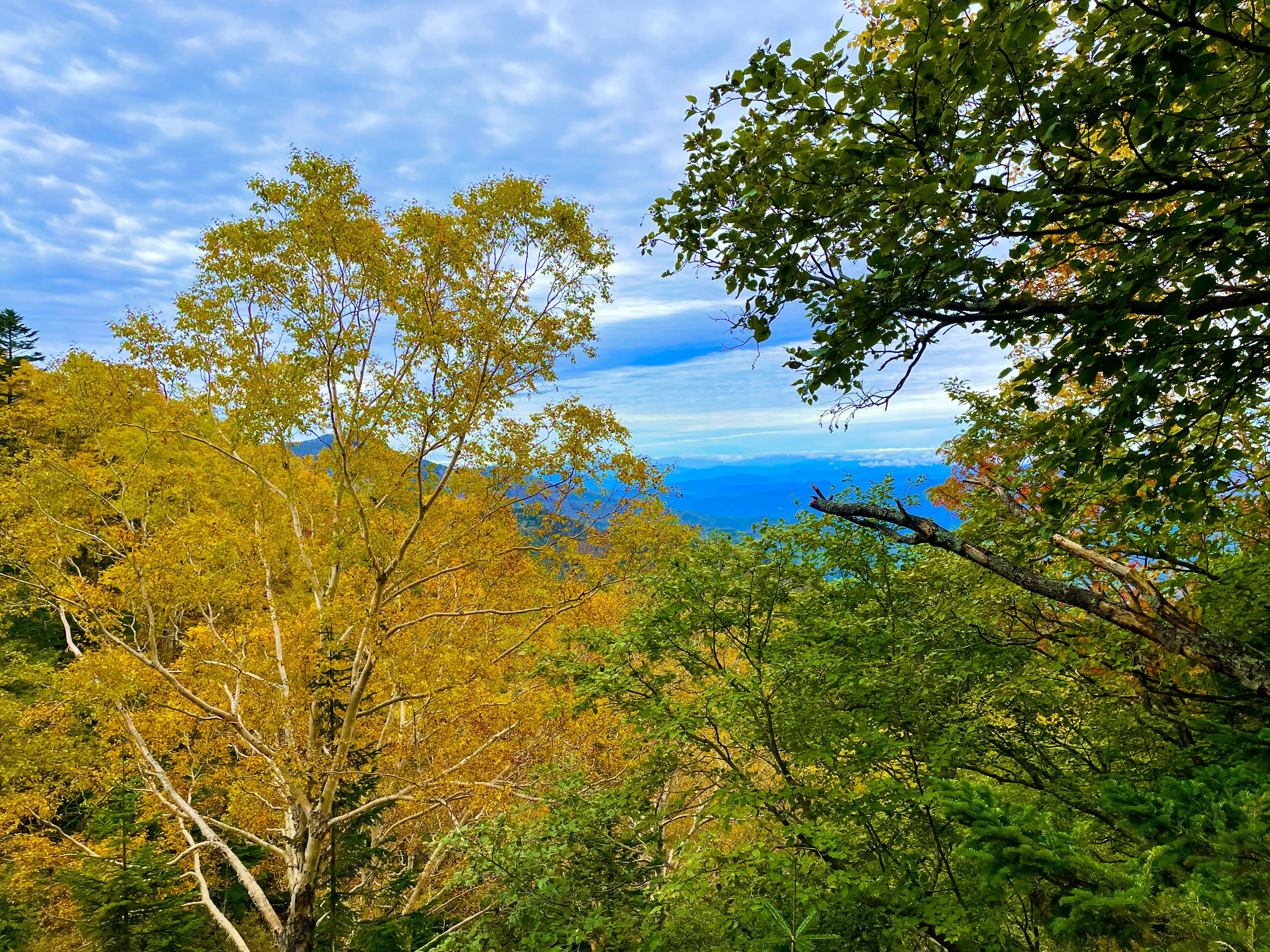 Paisaje otoñal rodeado de árboles verdes y cielo azul