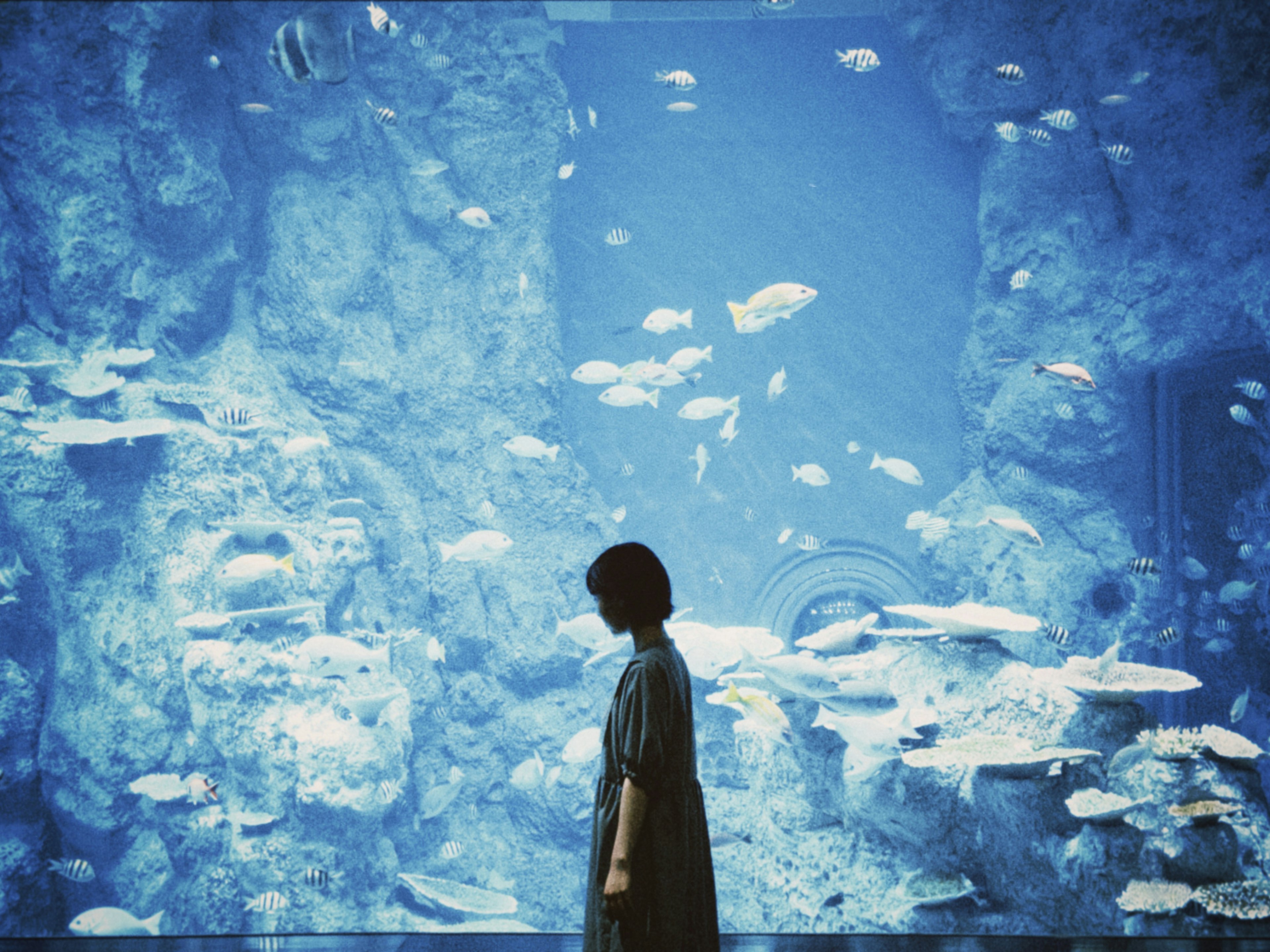 A silhouette of a woman walking in front of an aquarium filled with various fish