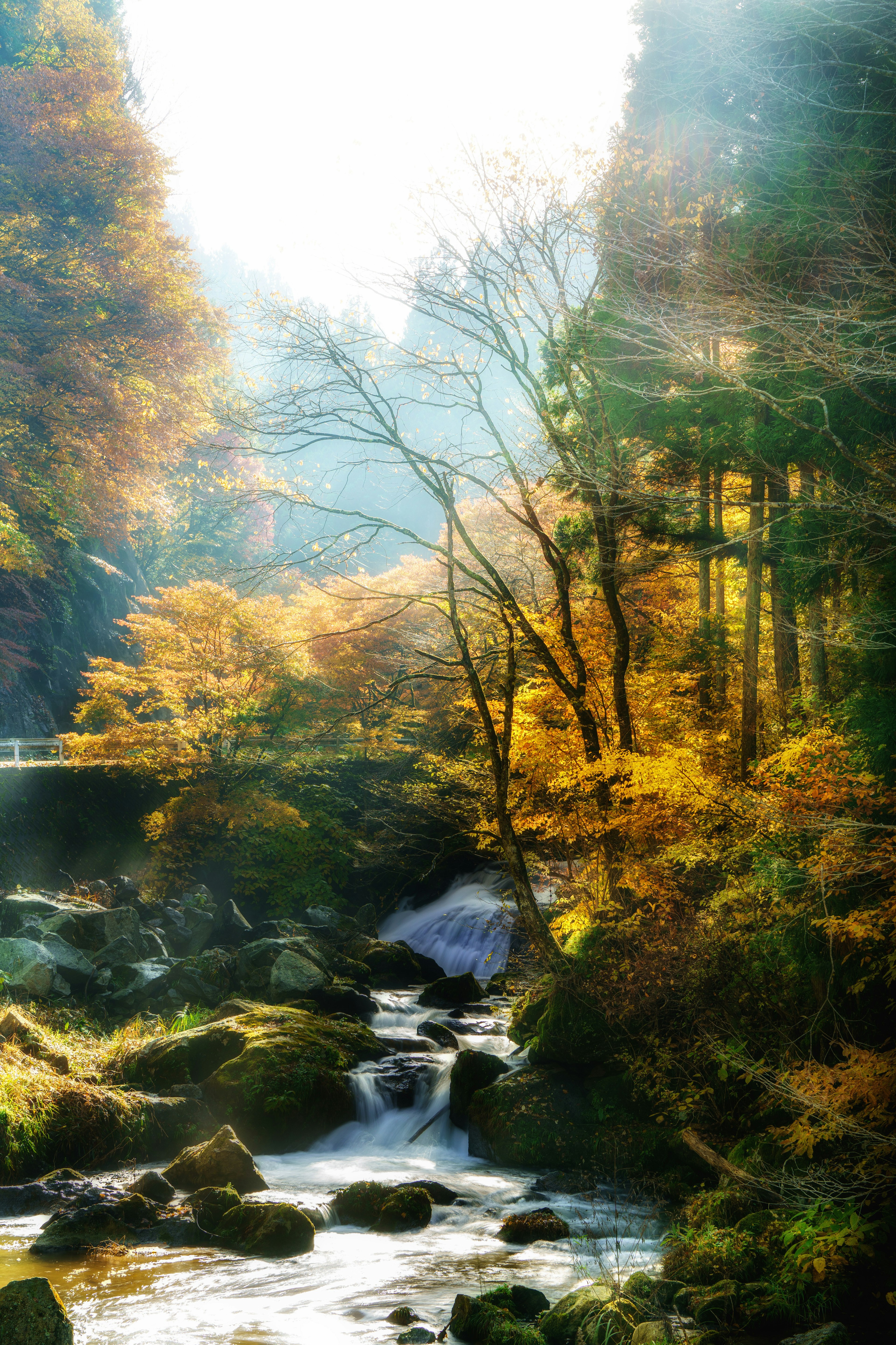 Un paysage d'automne serein avec un ruisseau et un feuillage vibrant