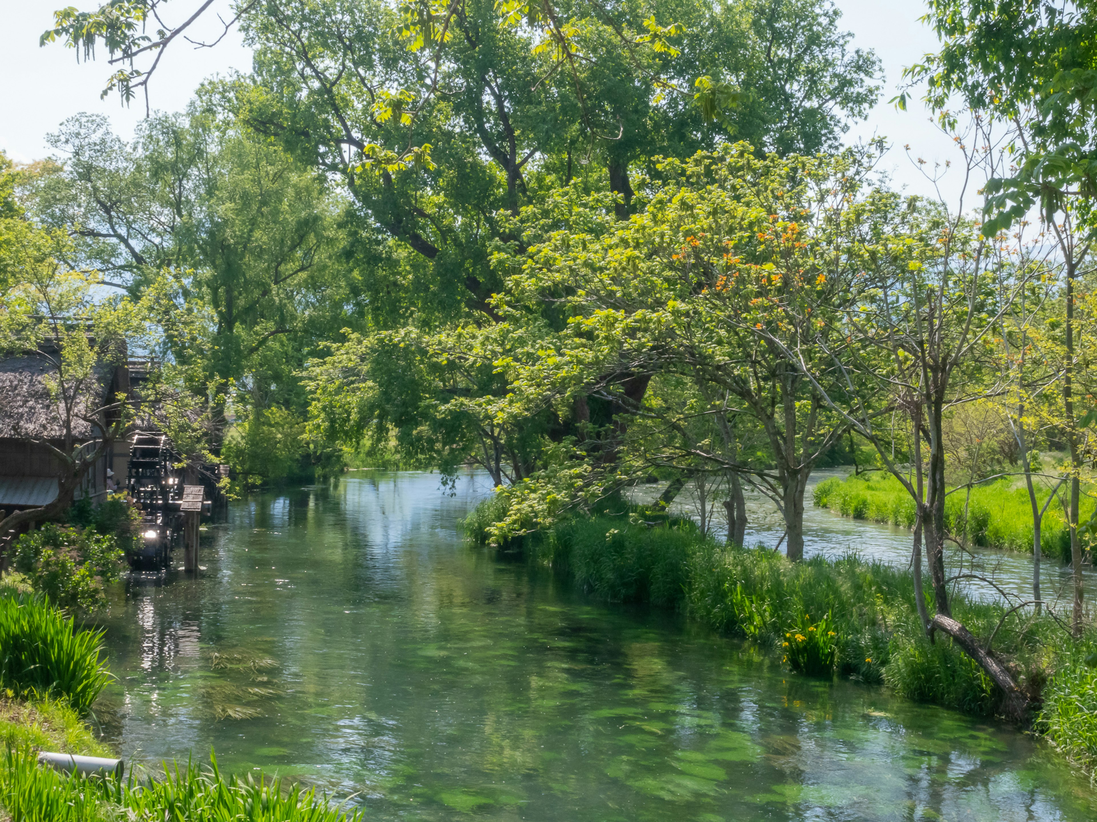 Ruhiger grüner Fluss mit üppigen Bäumen und klarem Wasser