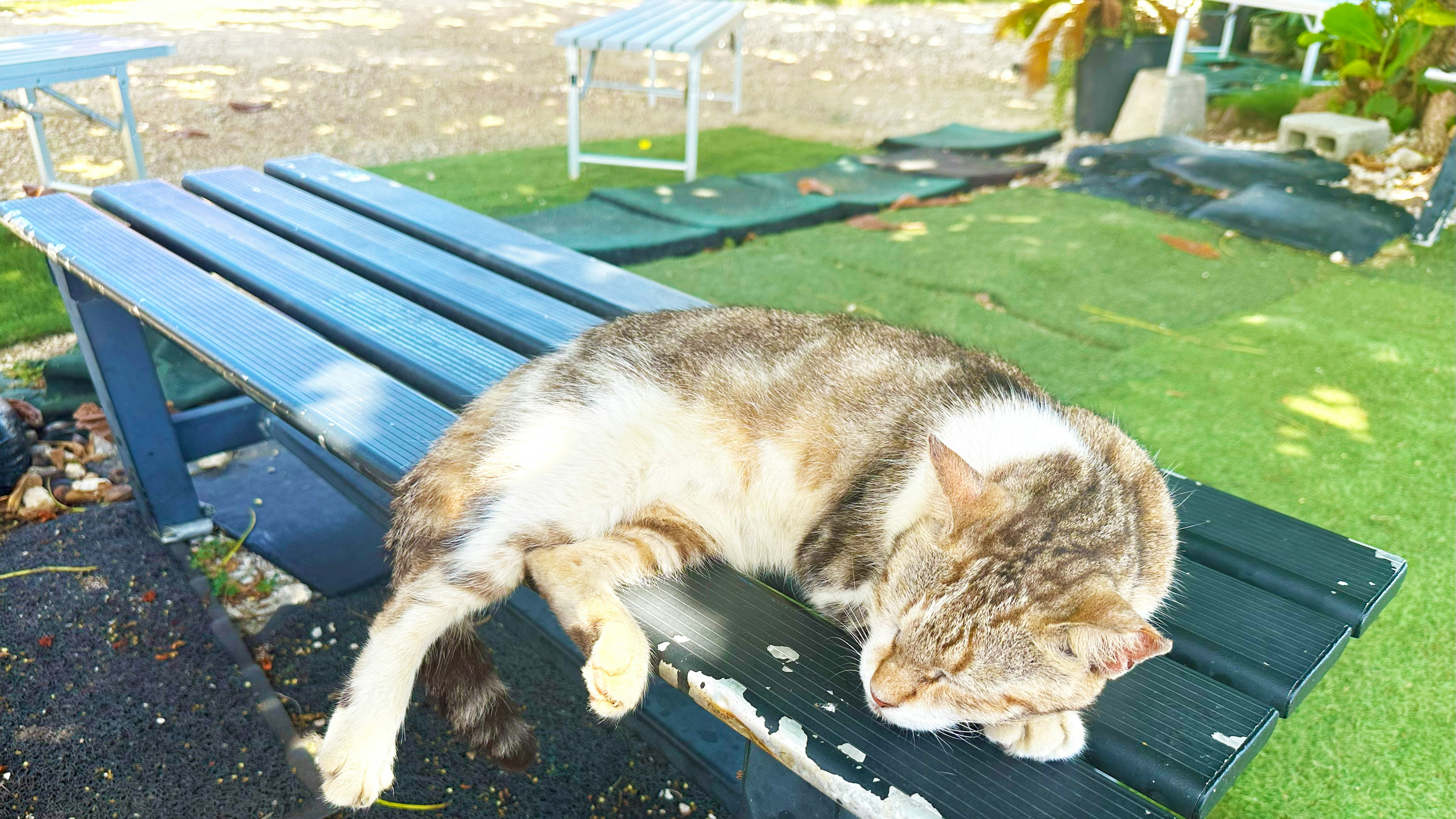 Seekor kucing beristirahat di bangku biru di taman