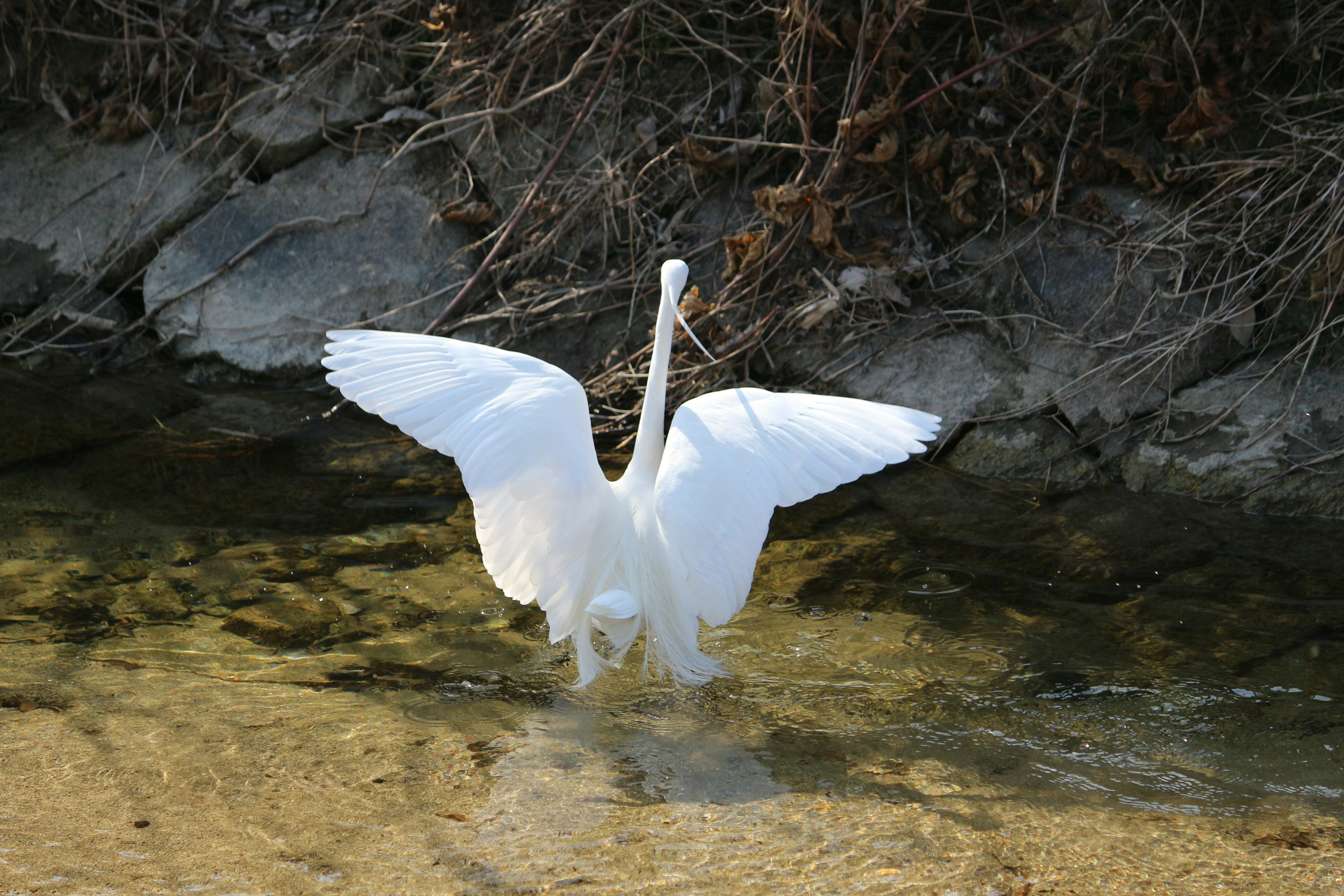 Una garza blanca extendiendo sus alas junto al agua