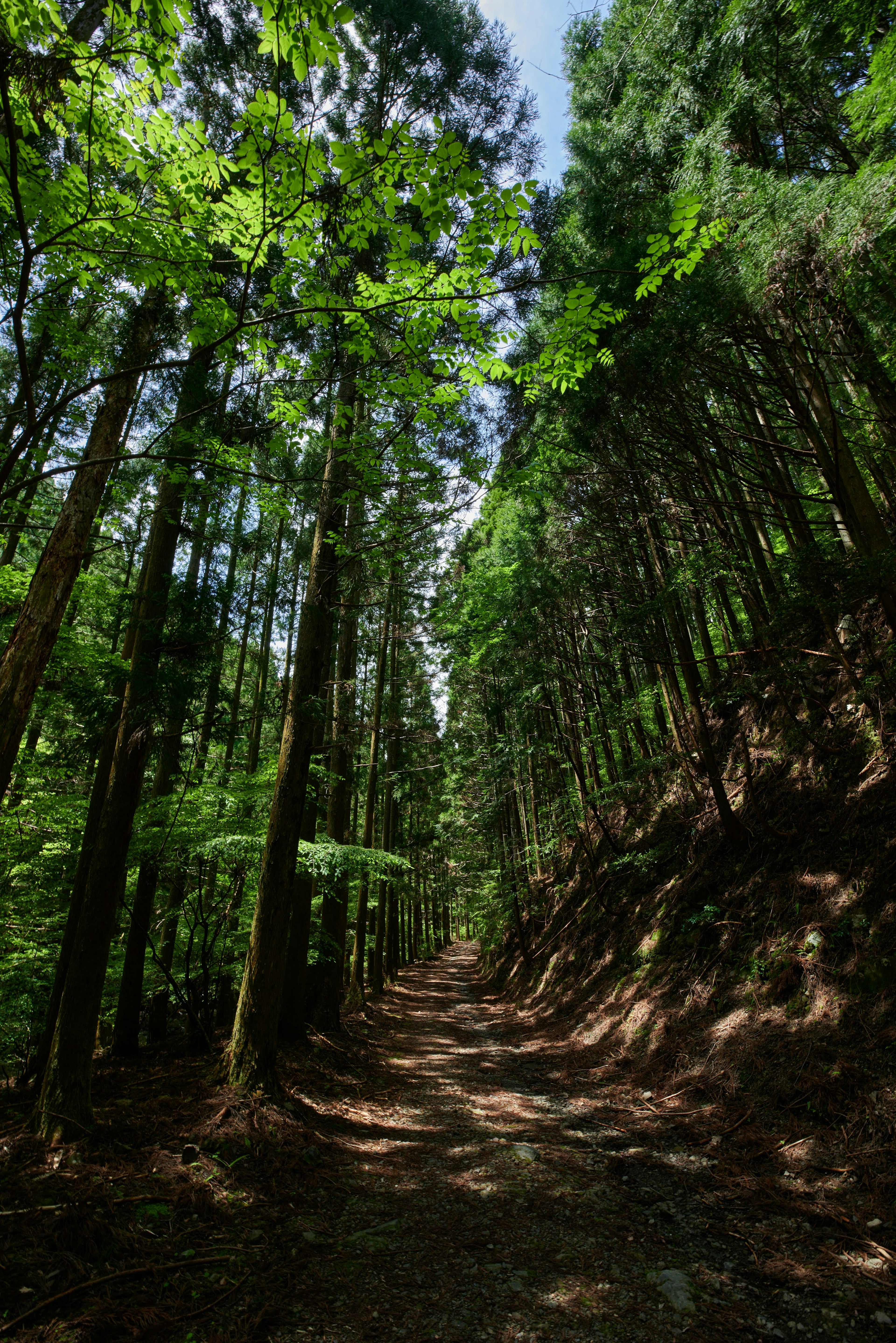 Un chemin forestier luxuriant entouré d'arbres élevés