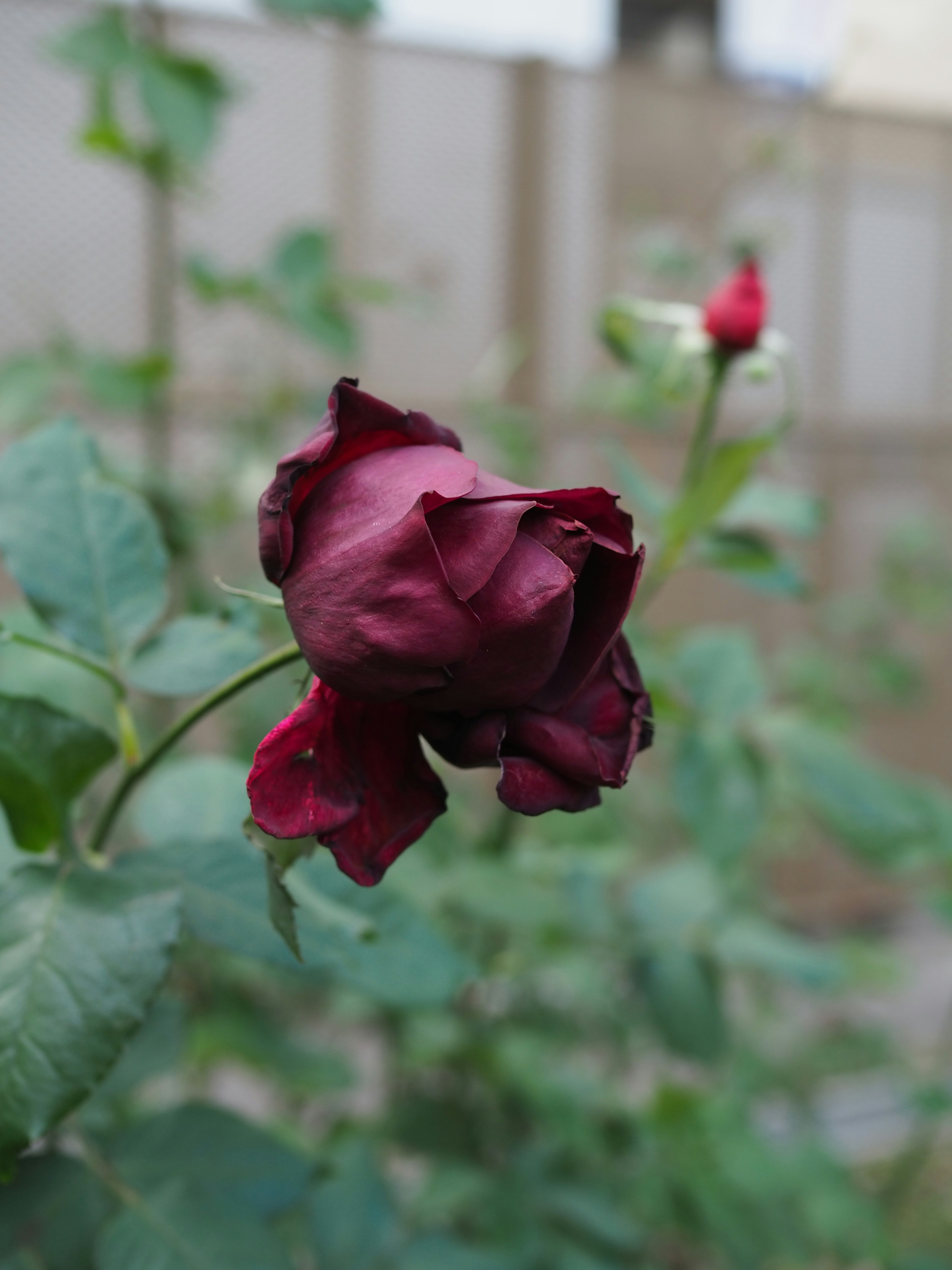 Dunkelroter Rosenknospe mit grünen Blättern und anderen Knospen im Hintergrund