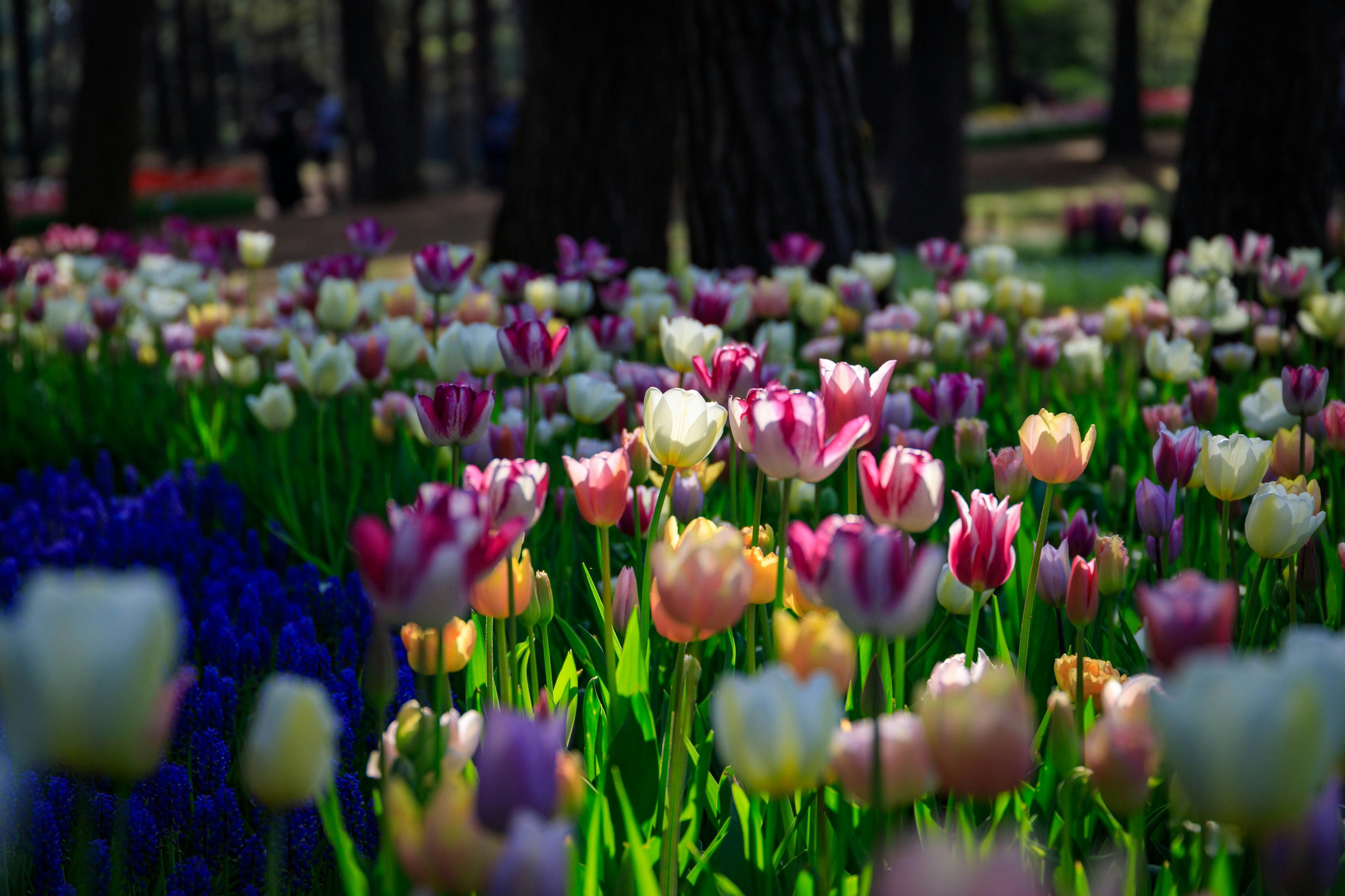 A vibrant field of tulips in various colors blooming in a park