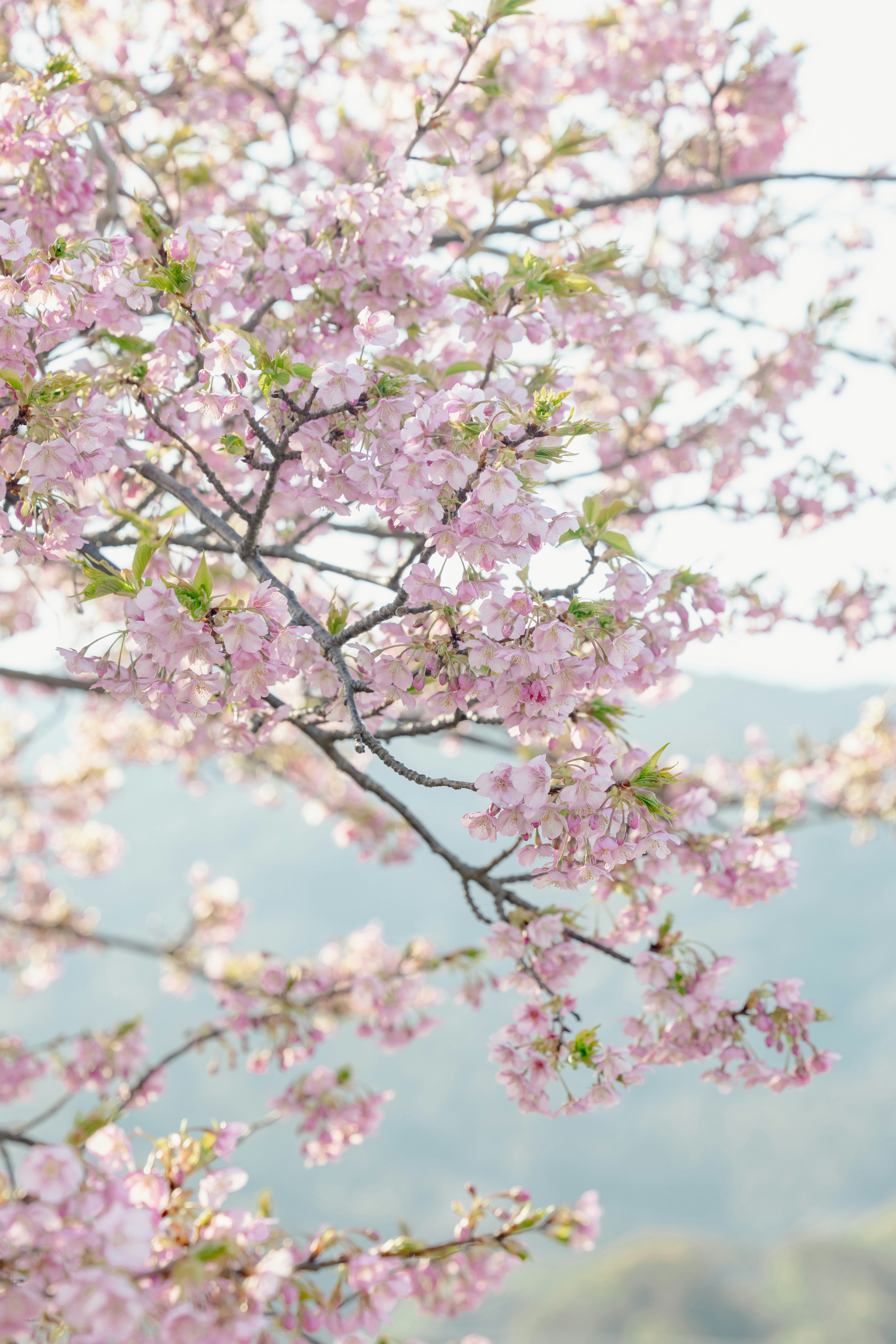 Close-up of cherry blossom branches with pink flowers