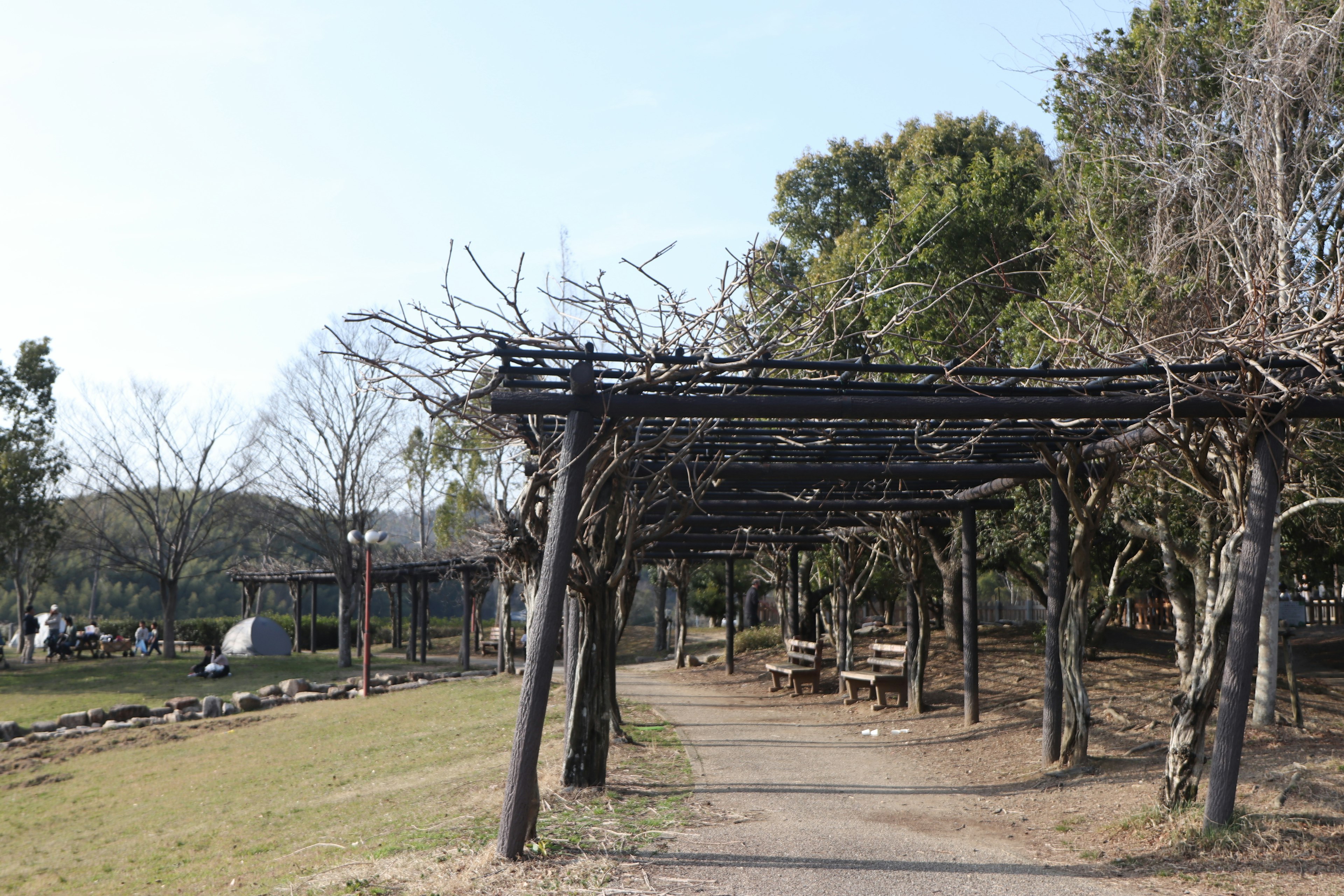 A park scene featuring a wooden pergola and a paved path