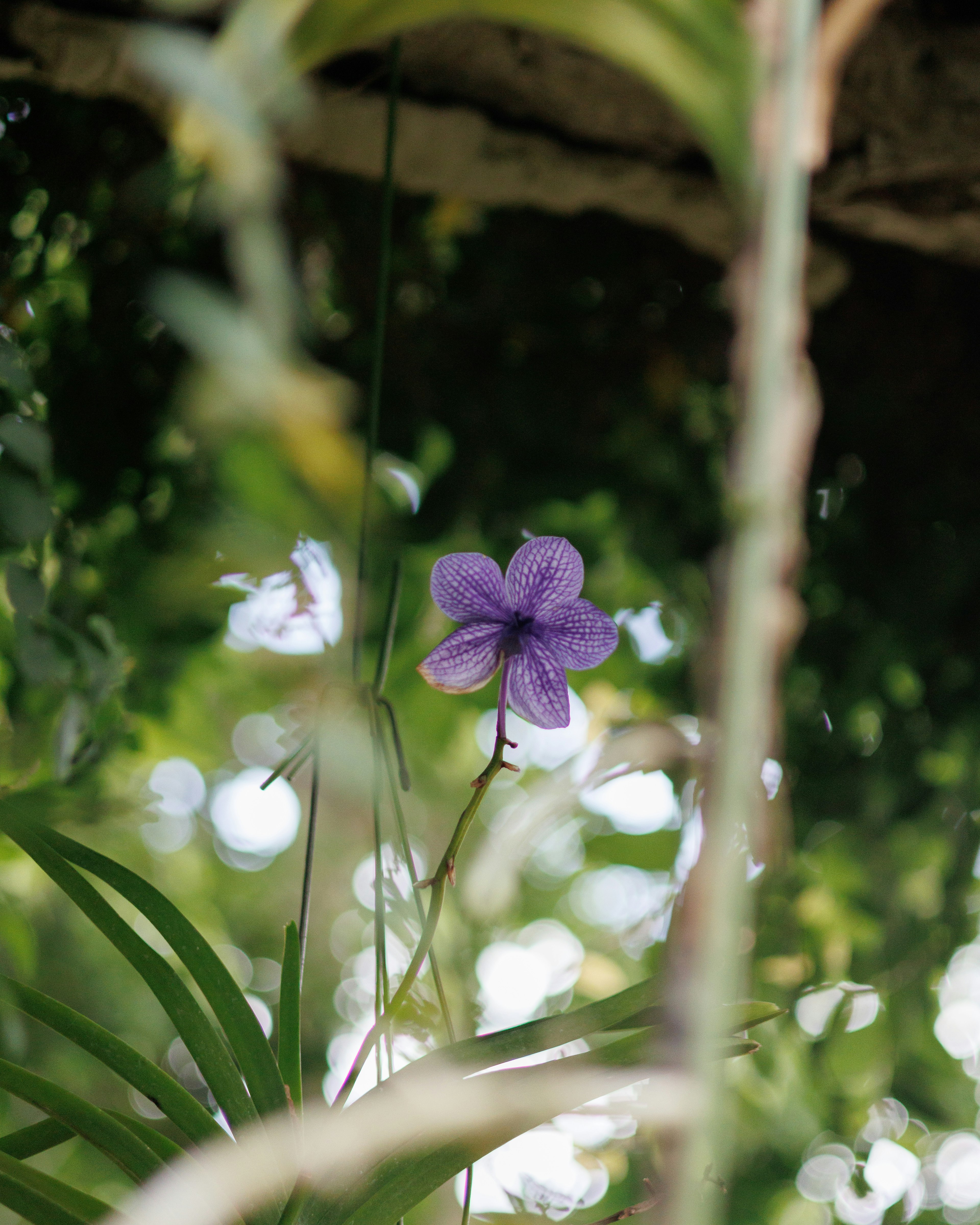 Purple flower against a lush green background