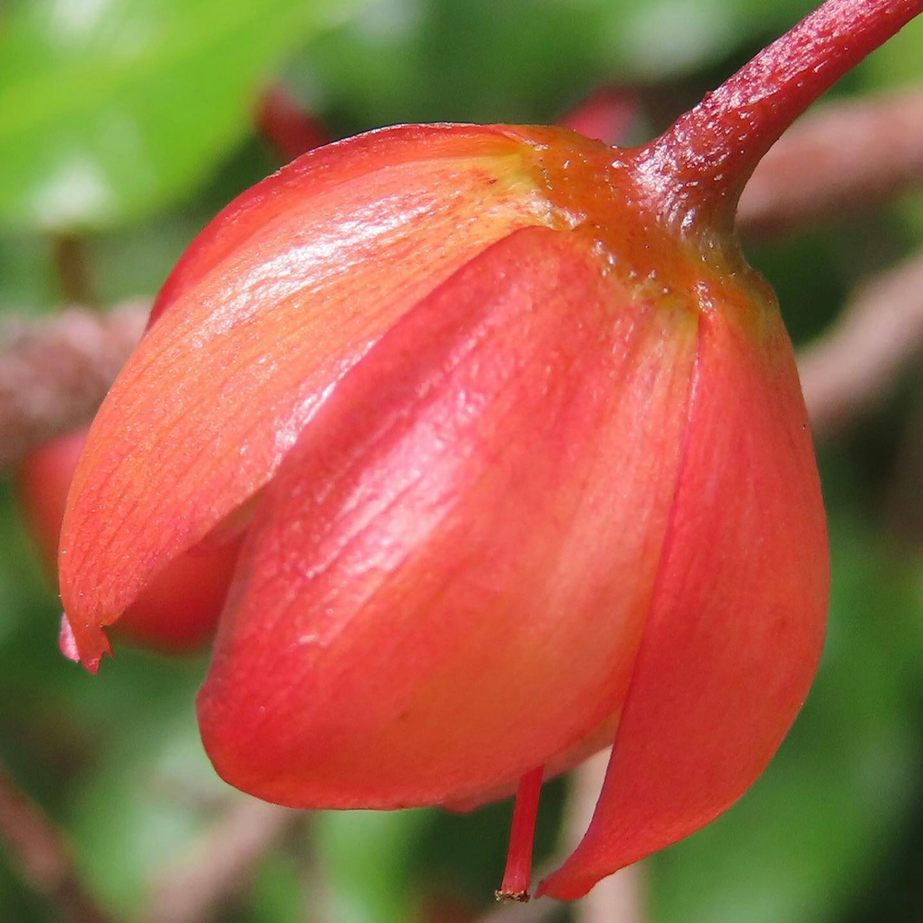 鮮やかな赤色の花びらを持つ花のクローズアップ