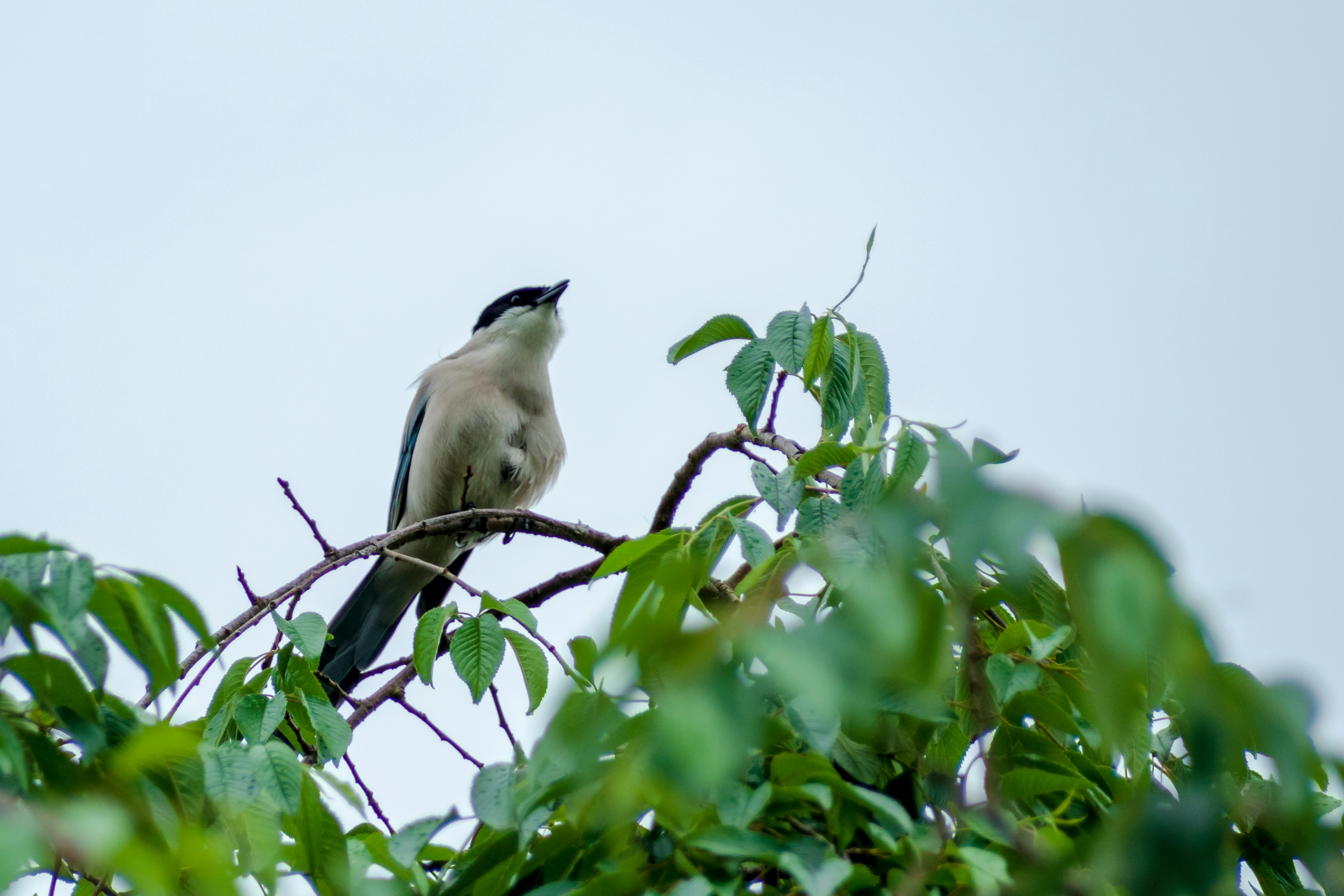 Bird perched on a branch surrounded by green leaves