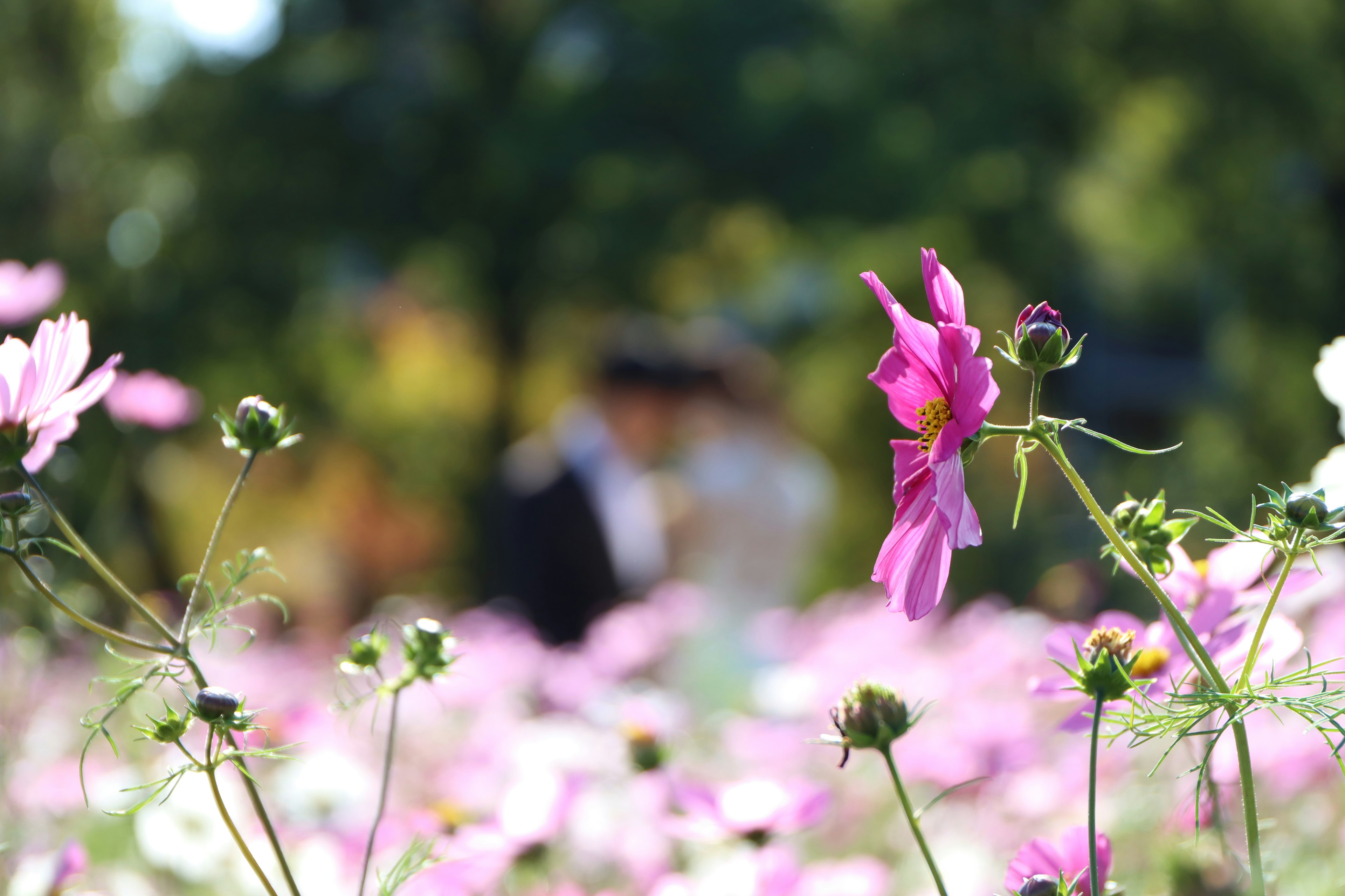 美しい花畑の中に立つカップルとピンクの花