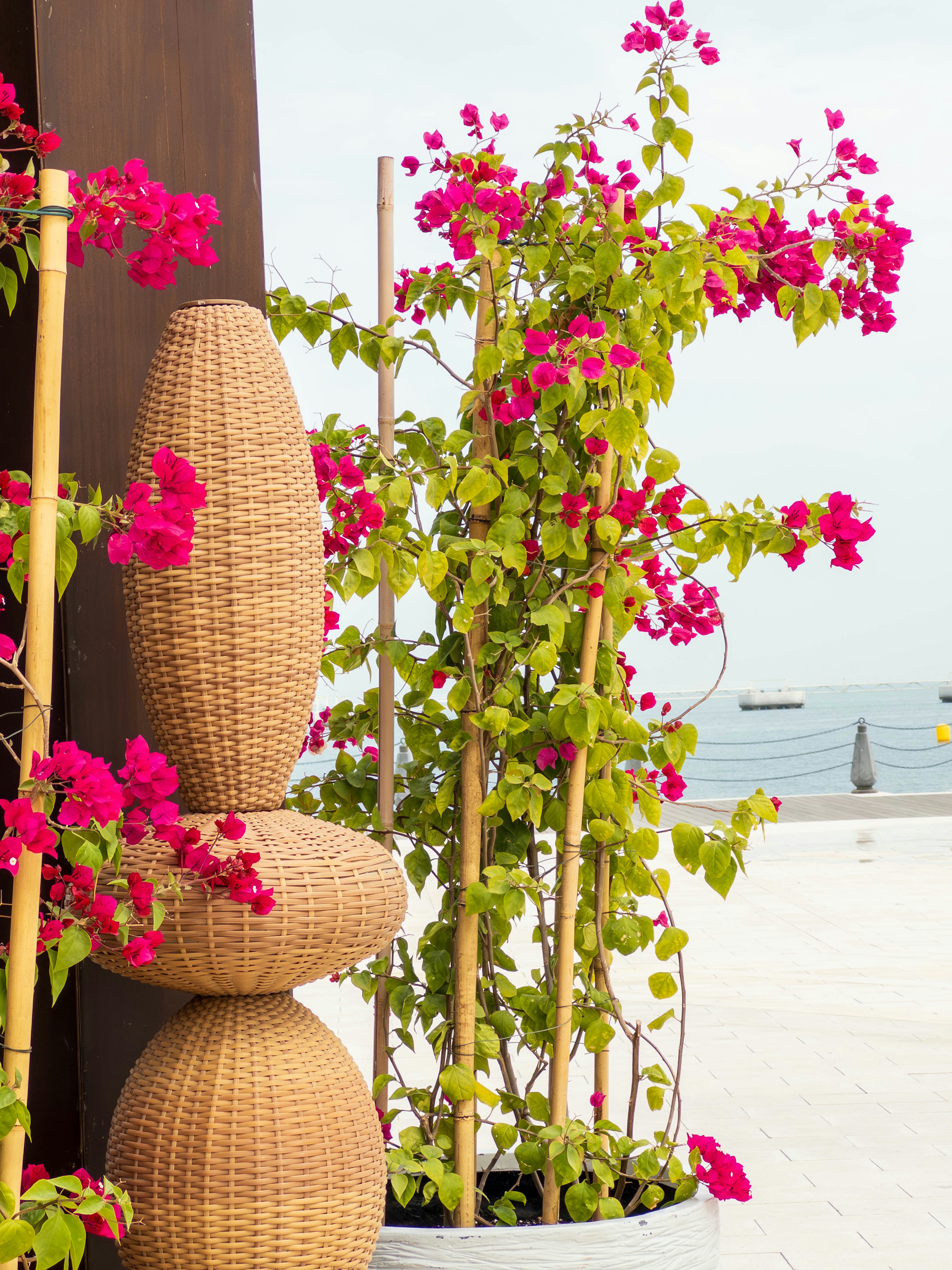 Plantes décoratives avec des bougainvillées roses sur un balcon