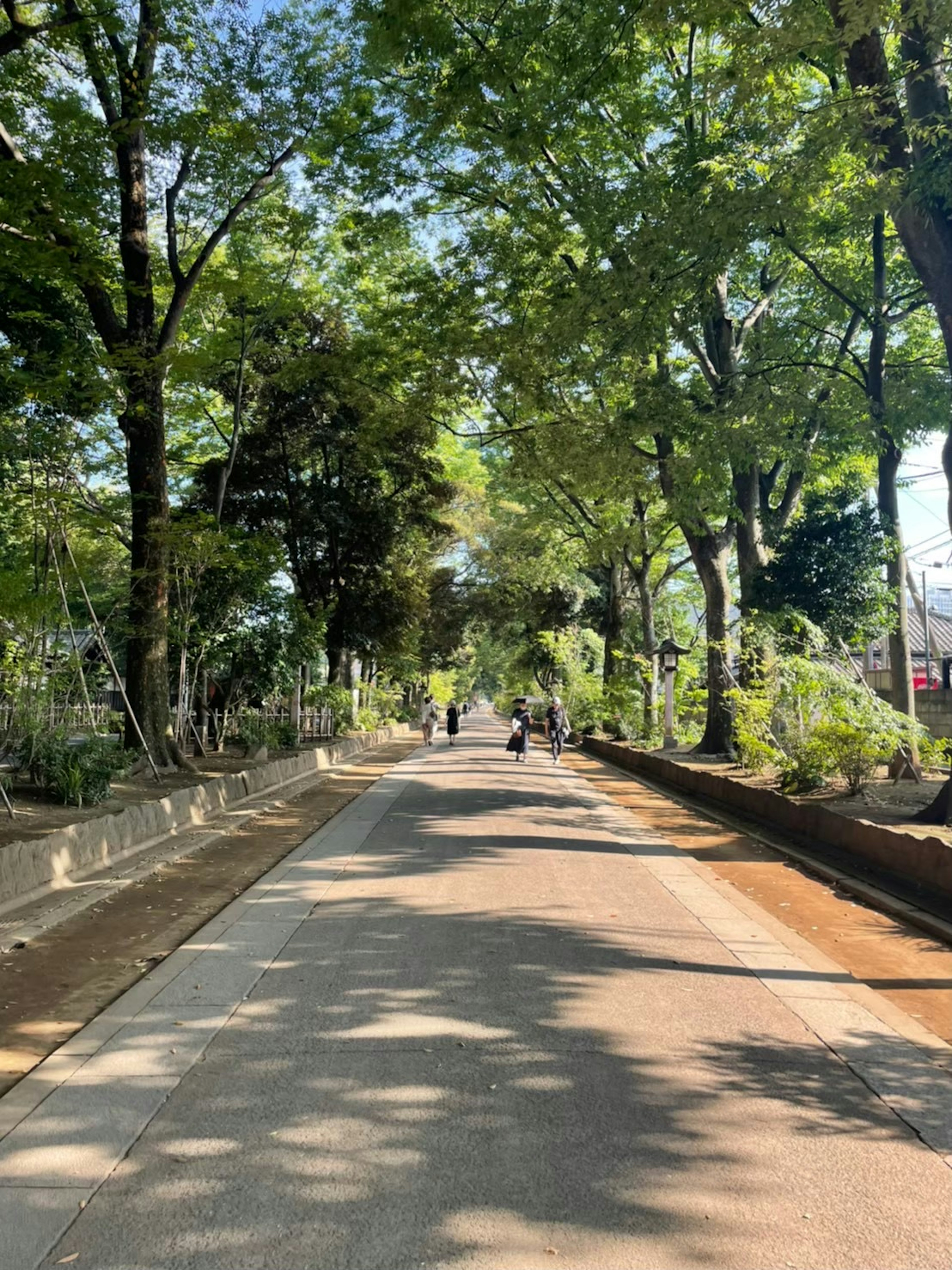 무성한 가로수와 점박이 햇빛으로 둘러싸인 조용한 도로