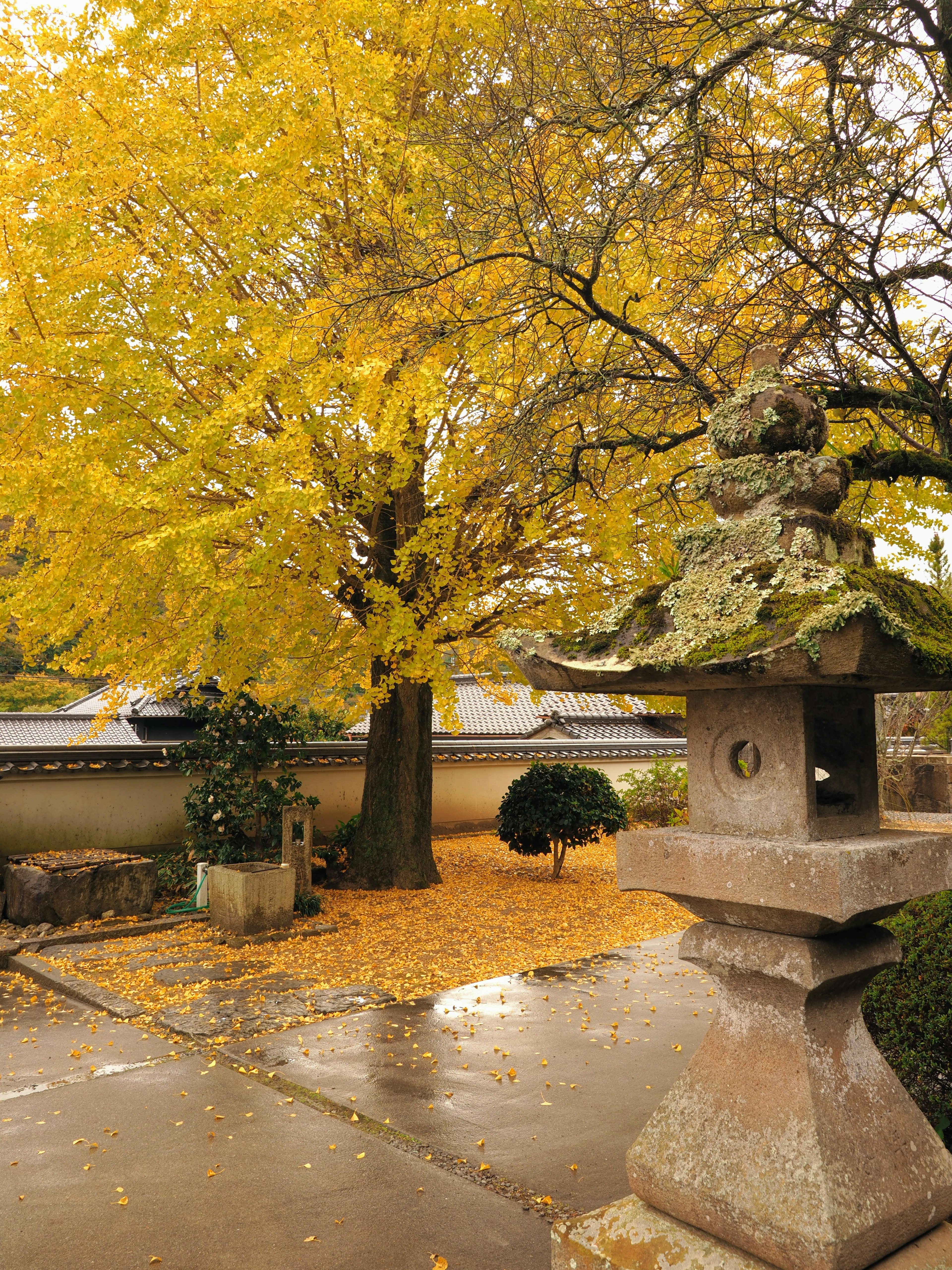 Hermoso paisaje de otoño con hojas amarillas esparcidas en el jardín faroles de piedra y árboles en armonía