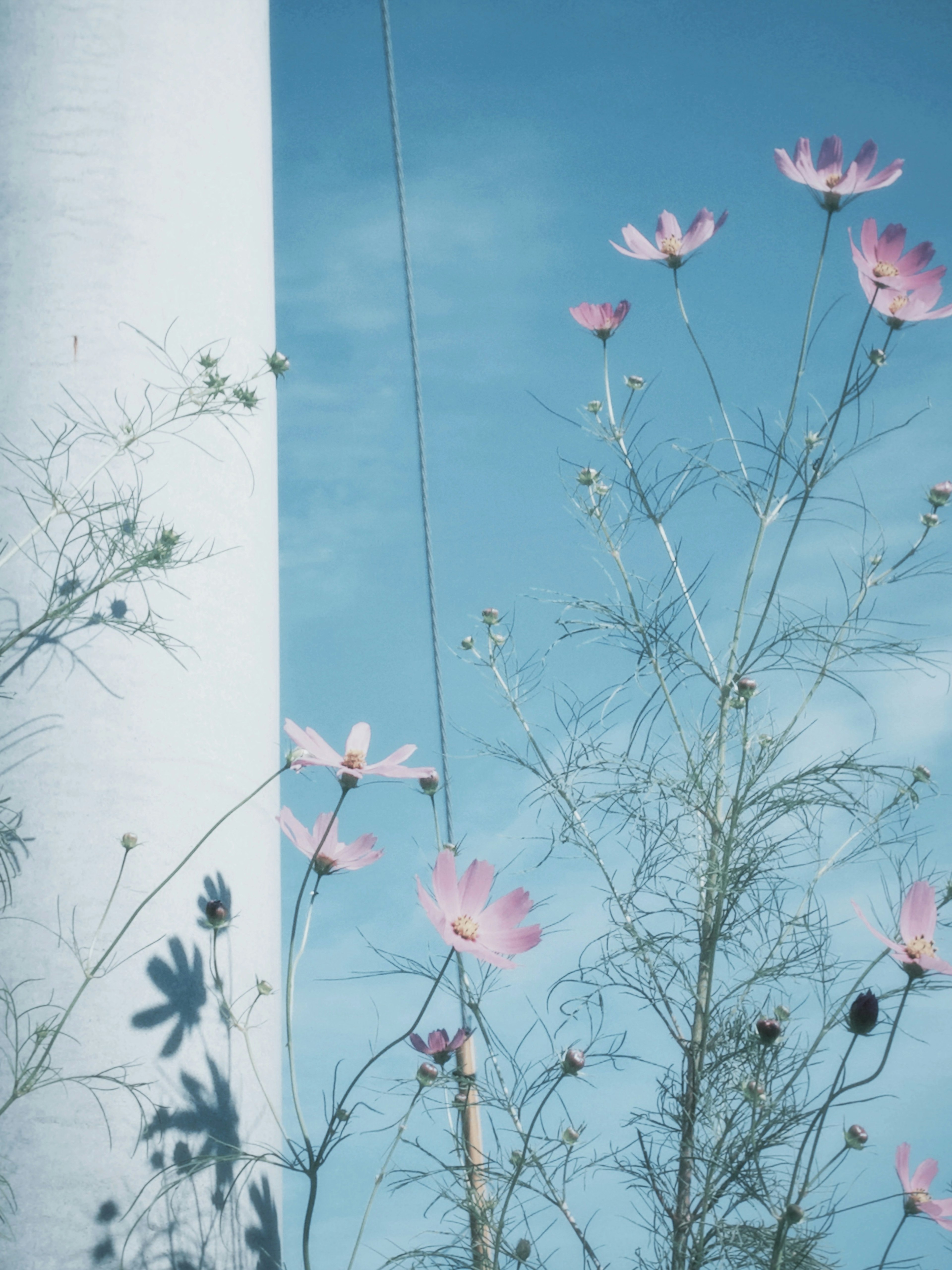 Zarte rosa Cosmosblumen unter einem blauen Himmel mit Schatten