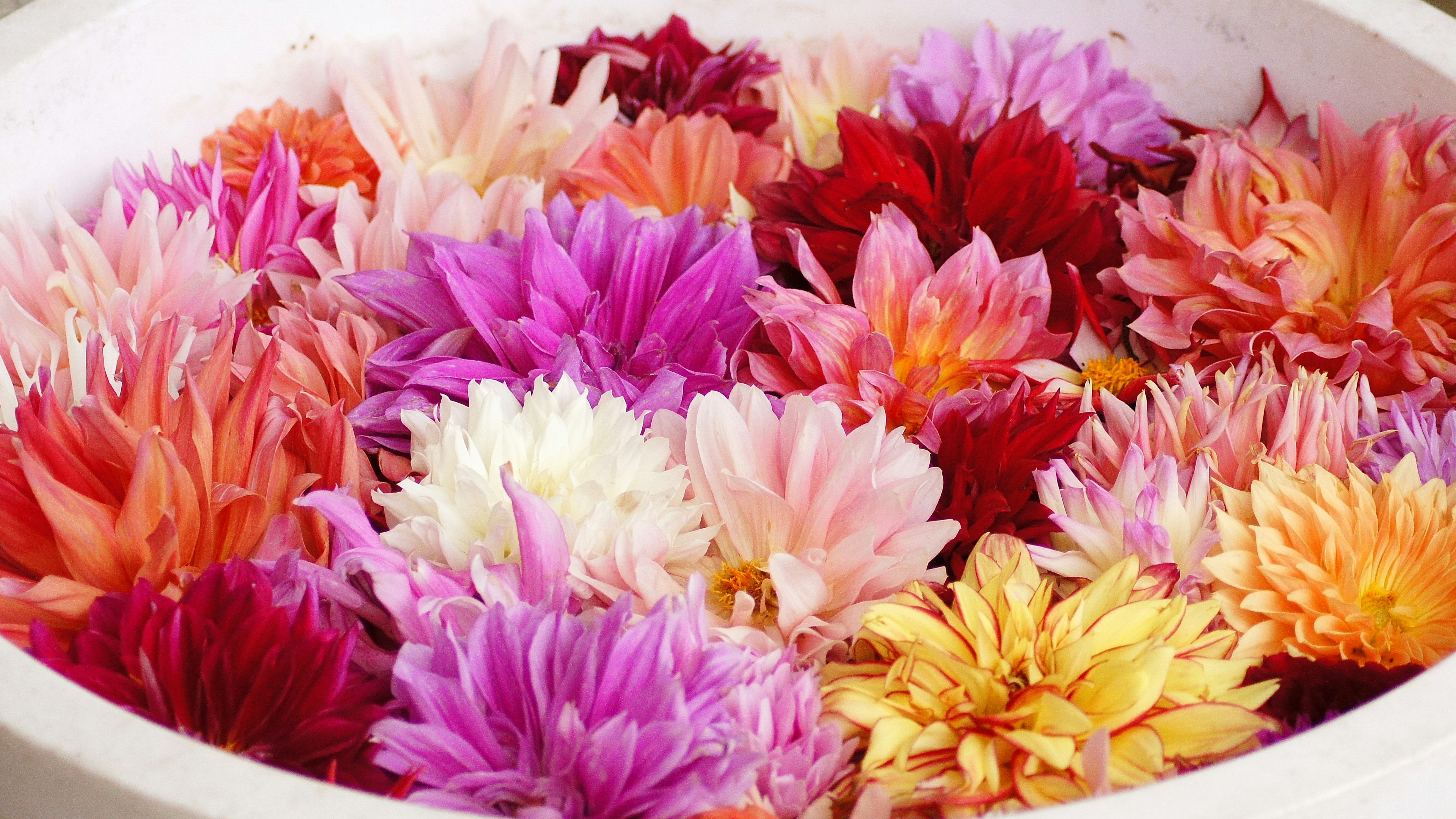 Fleurs colorées flottant dans un bol blanc