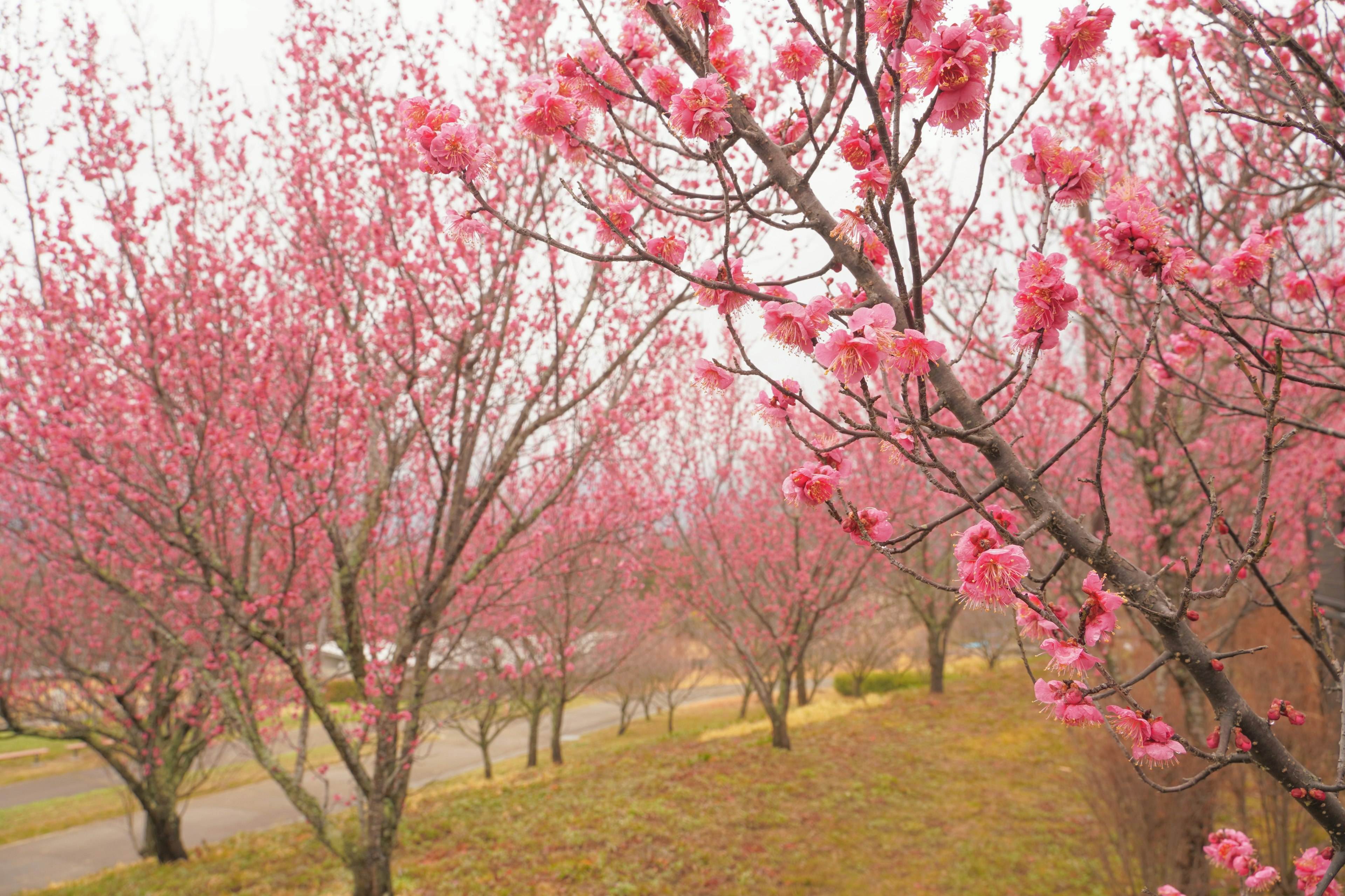 満開の桜の木が並ぶ風景ピンク色の花が咲き誇る春の景色