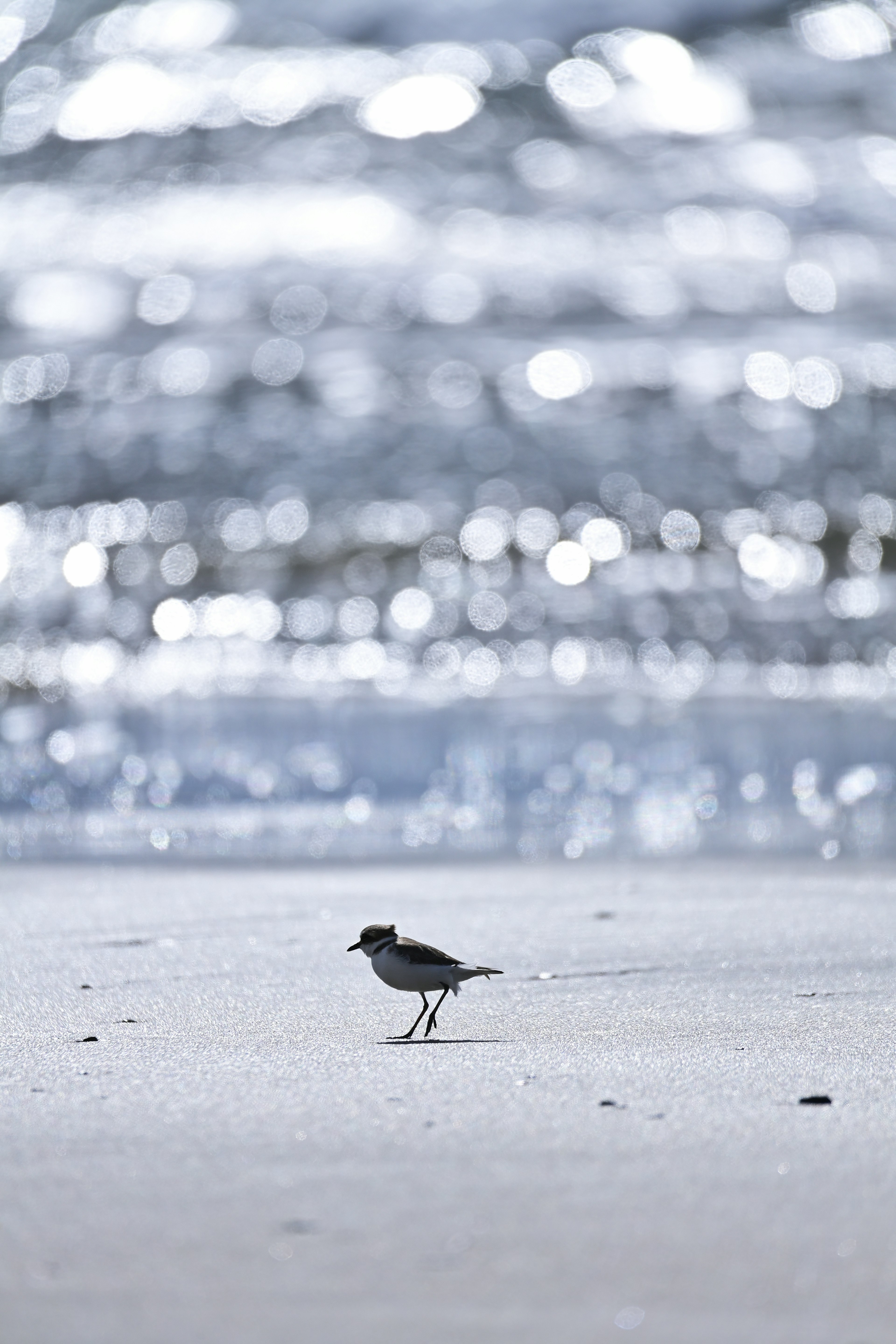 Ein kleiner schwarzer Vogel steht am Strand mit einer verschwommenen Wasseroberfläche im Hintergrund