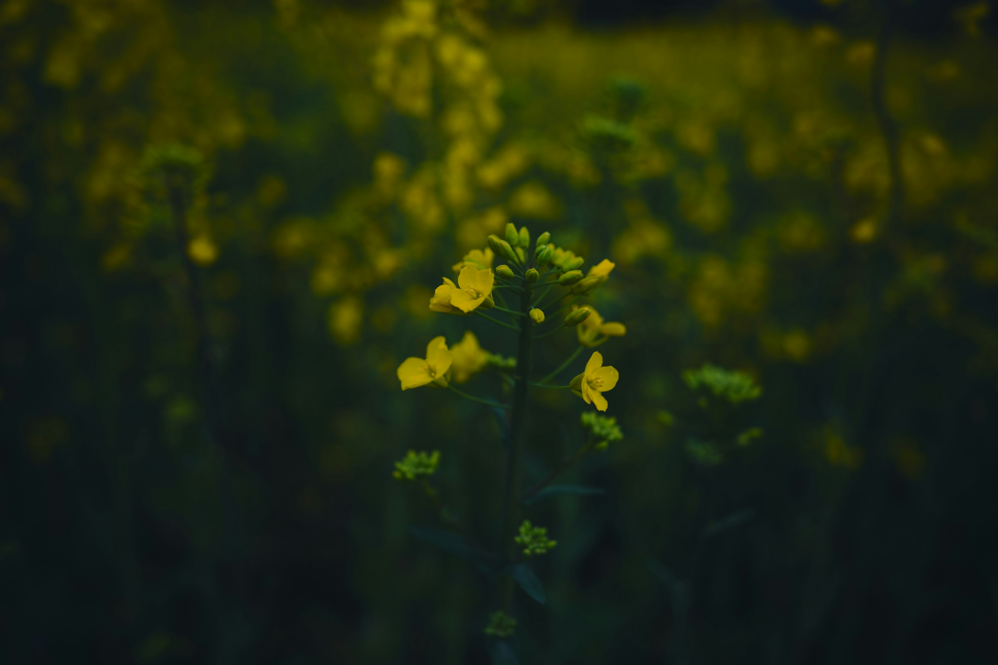 Nahaufnahme von gelben Blumen vor einem dunklen Hintergrund