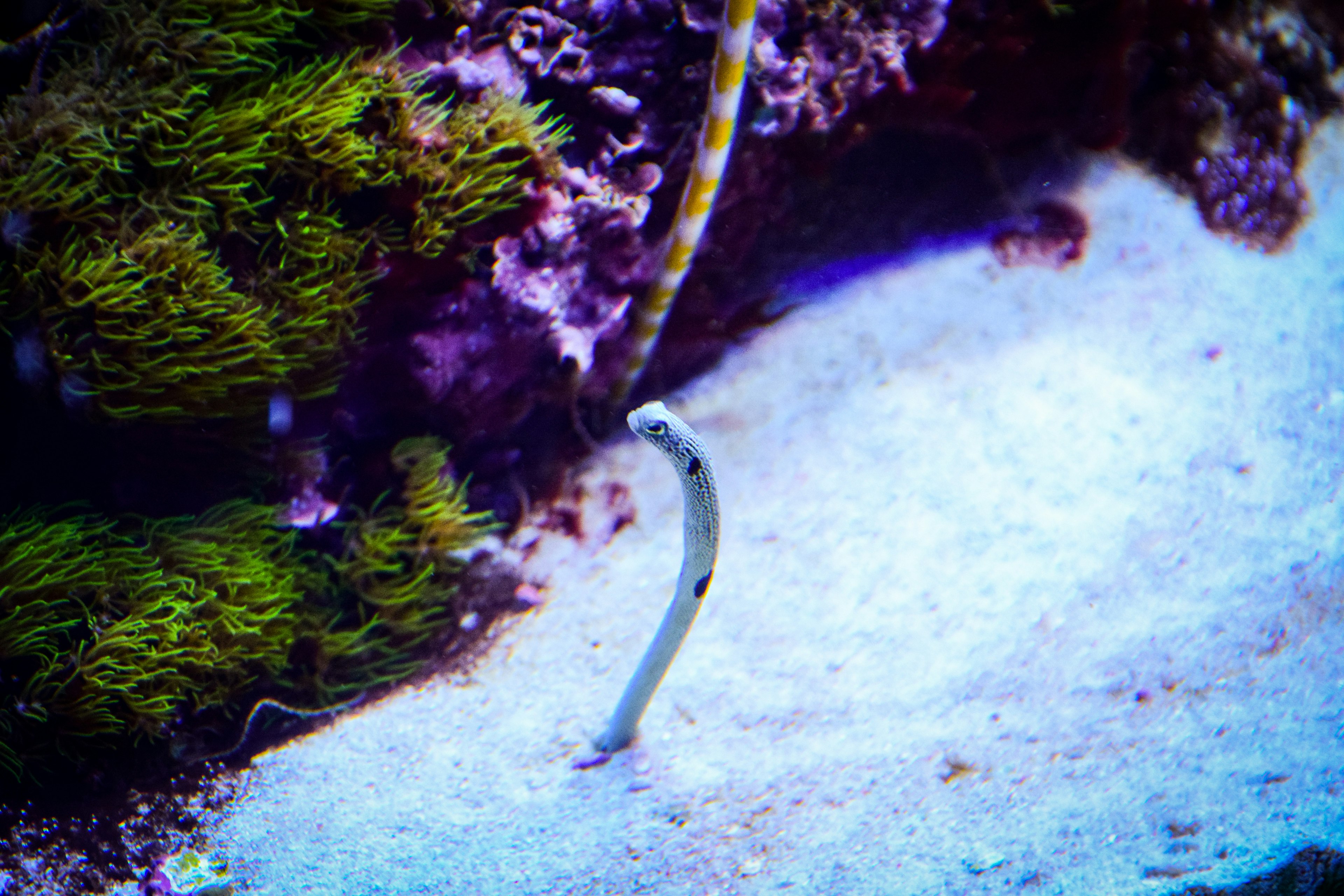 一條細長的魚從水族館的沙子中冒出