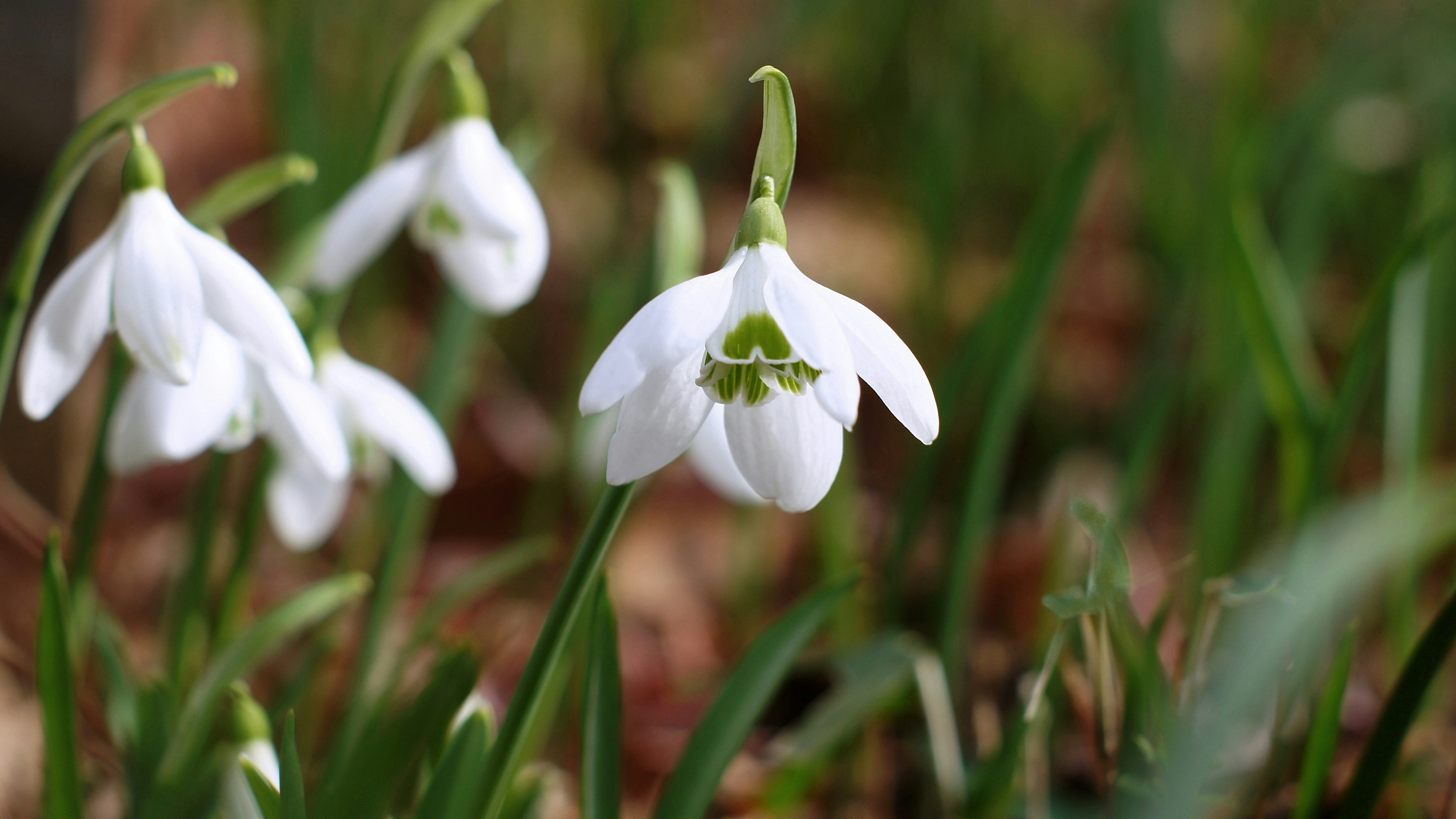 Schneeglöckchen blühen im grünen Gras