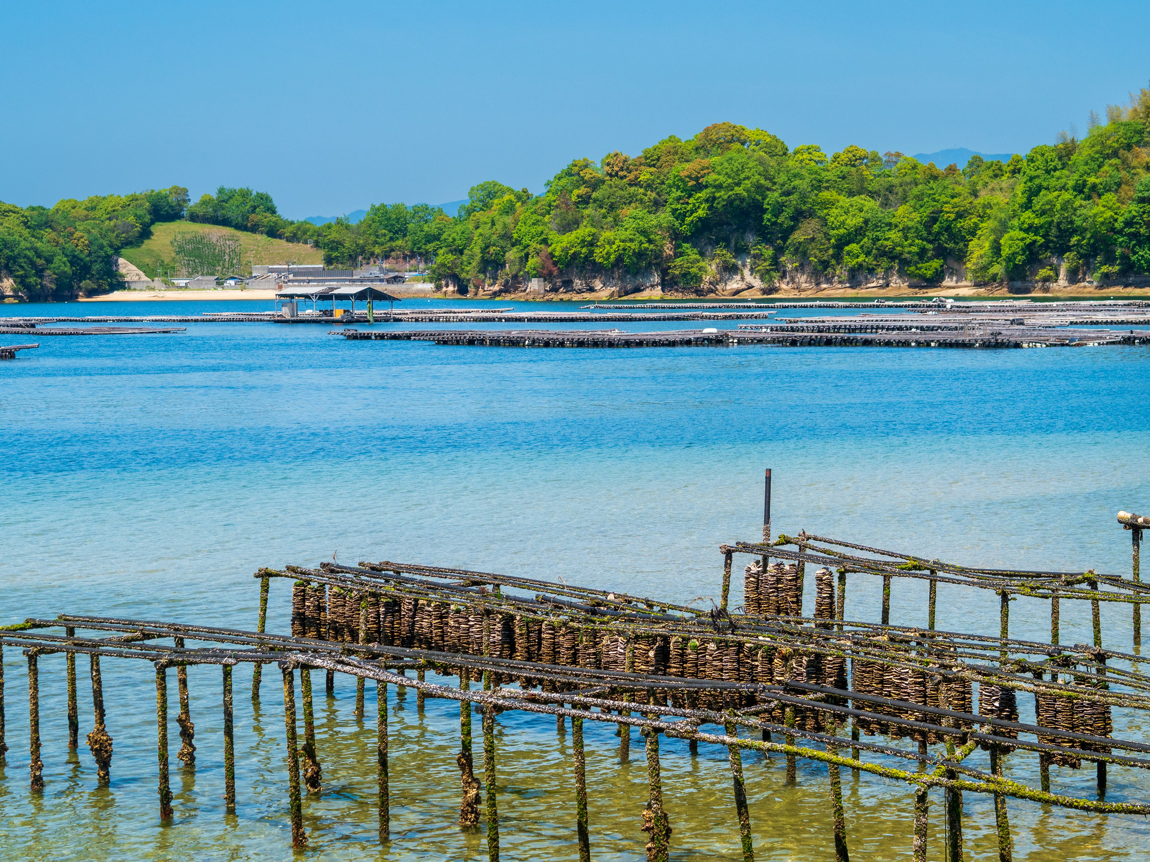 Scenic view of a blue sea with green trees an old wooden pier floating in the water