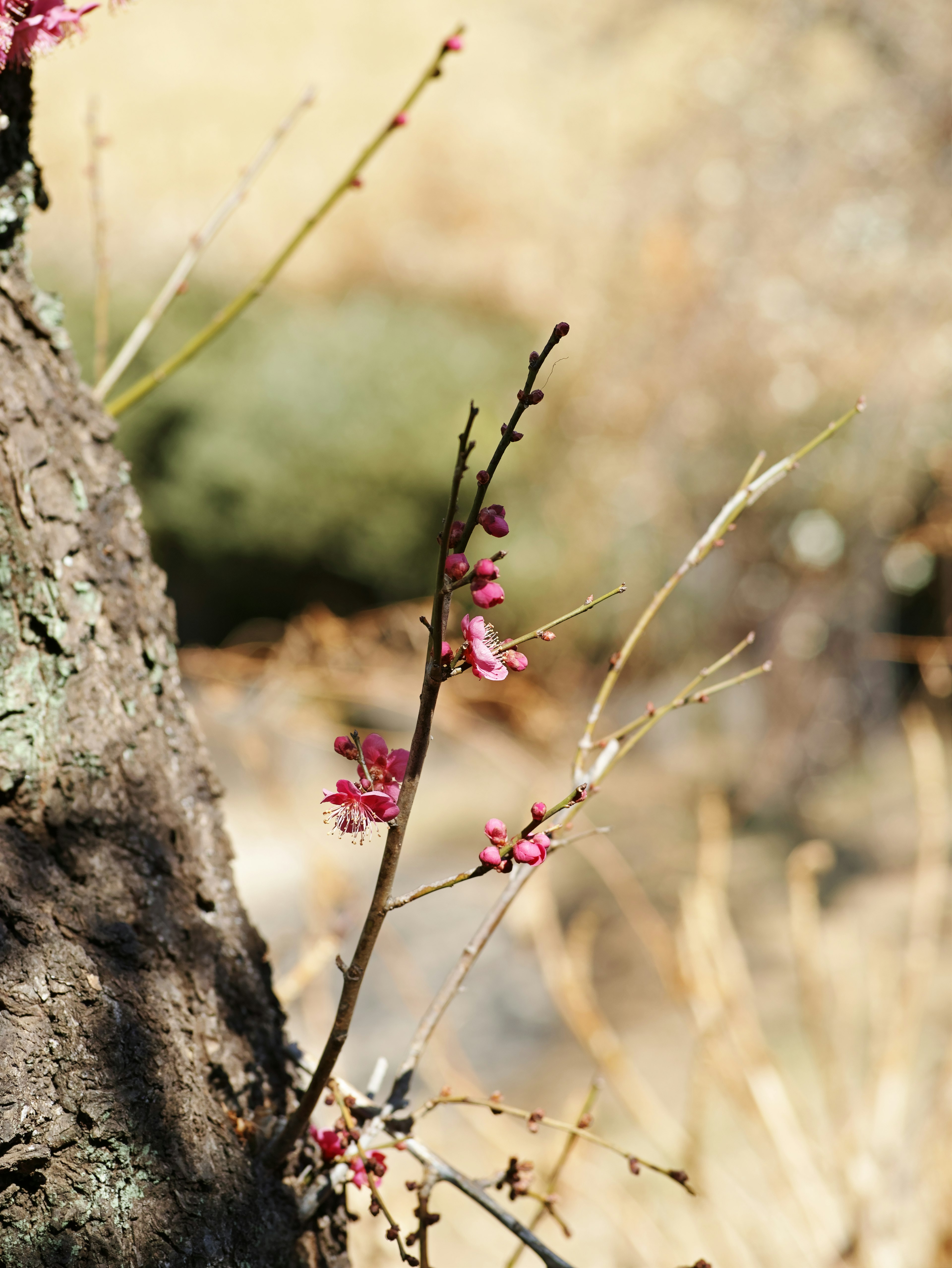 木の幹に咲く小さなピンクの花と細い枝