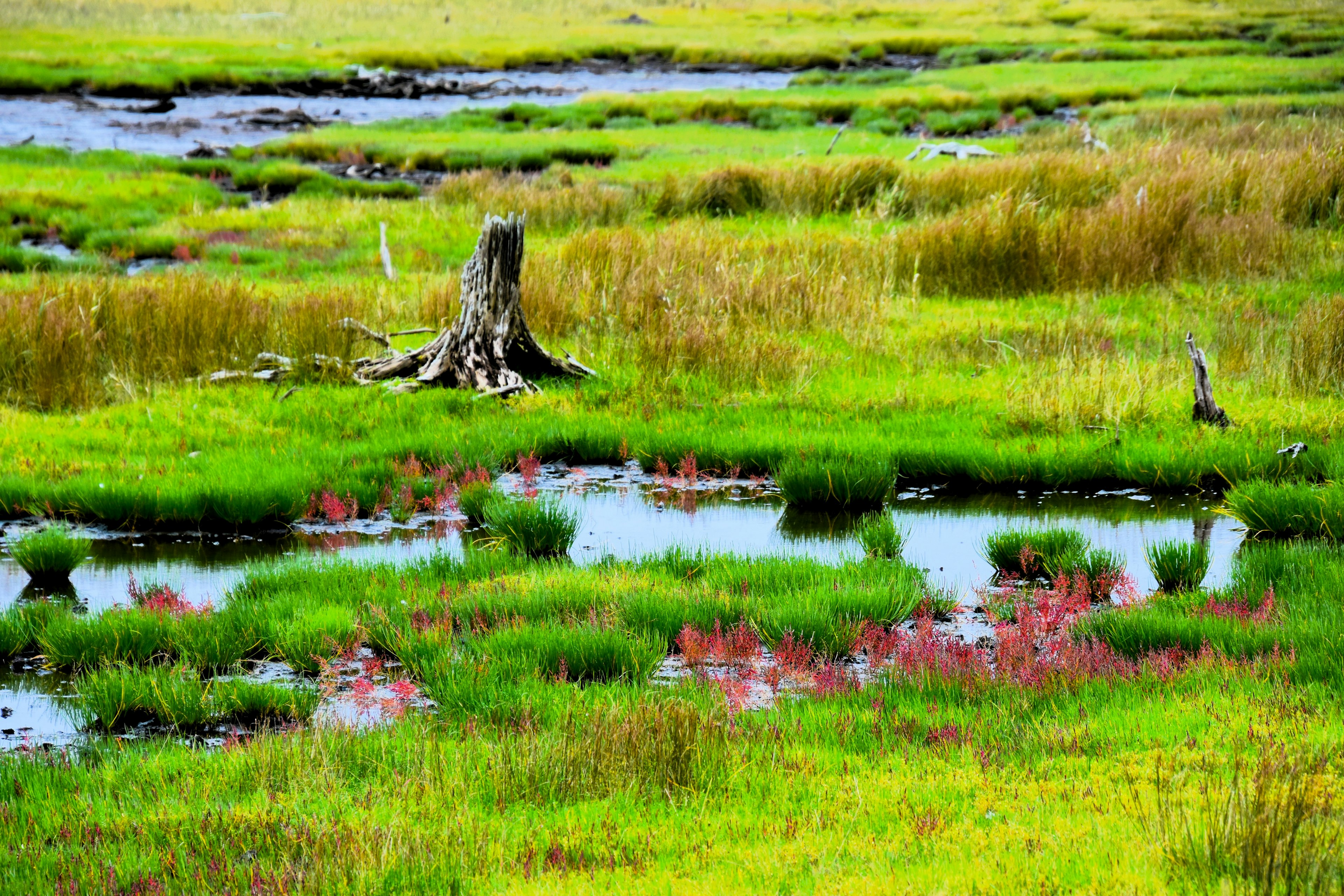 Lush wetland landscape featuring ponds and a decaying tree stump