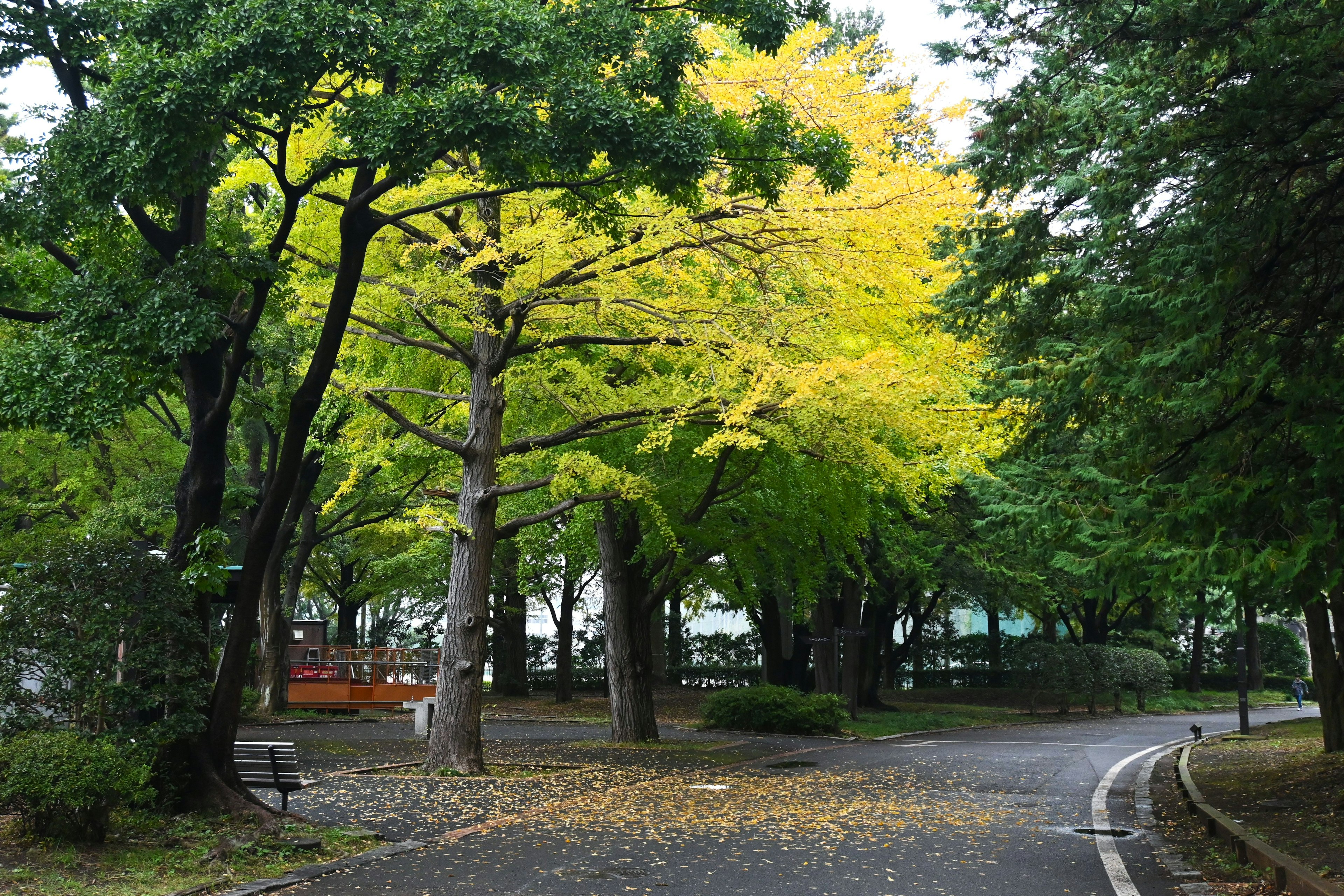 Weg in einem Park mit grünen Bäumen und einem Baum mit leuchtend gelben Blättern