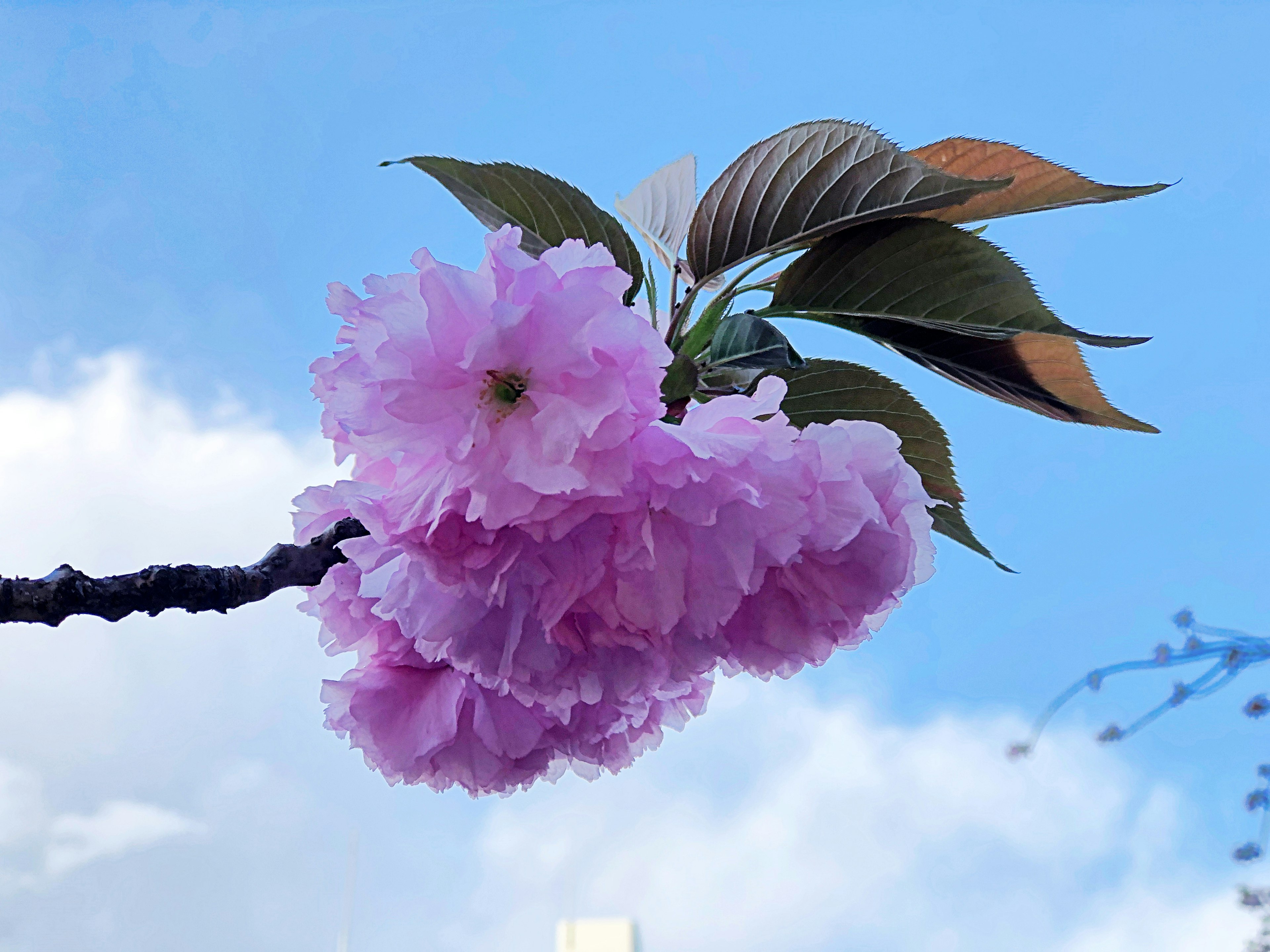 青空を背景にしたピンクの桜の花と葉