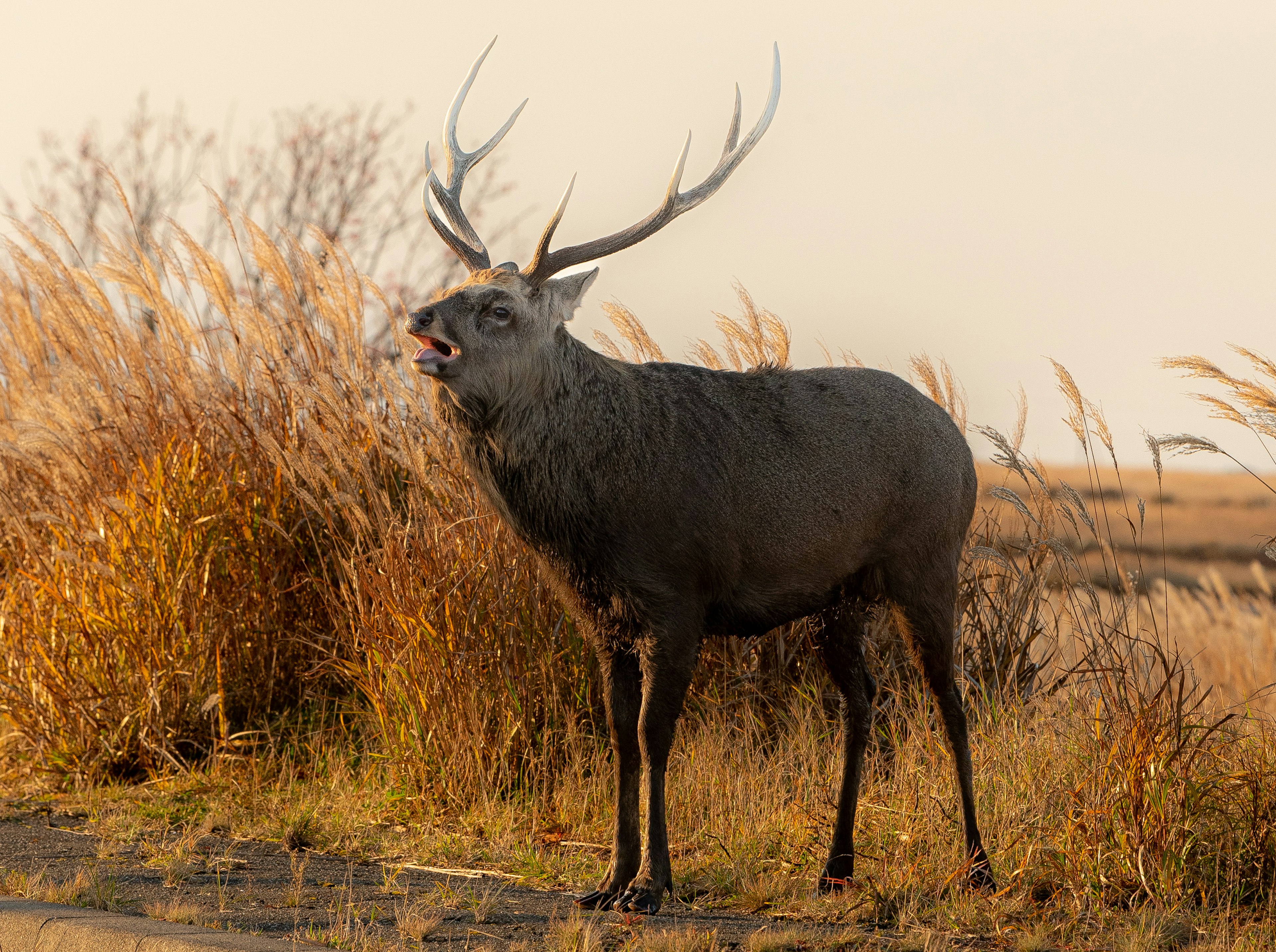 Un cerf se tenant dans une prairie avec la bouche ouverte