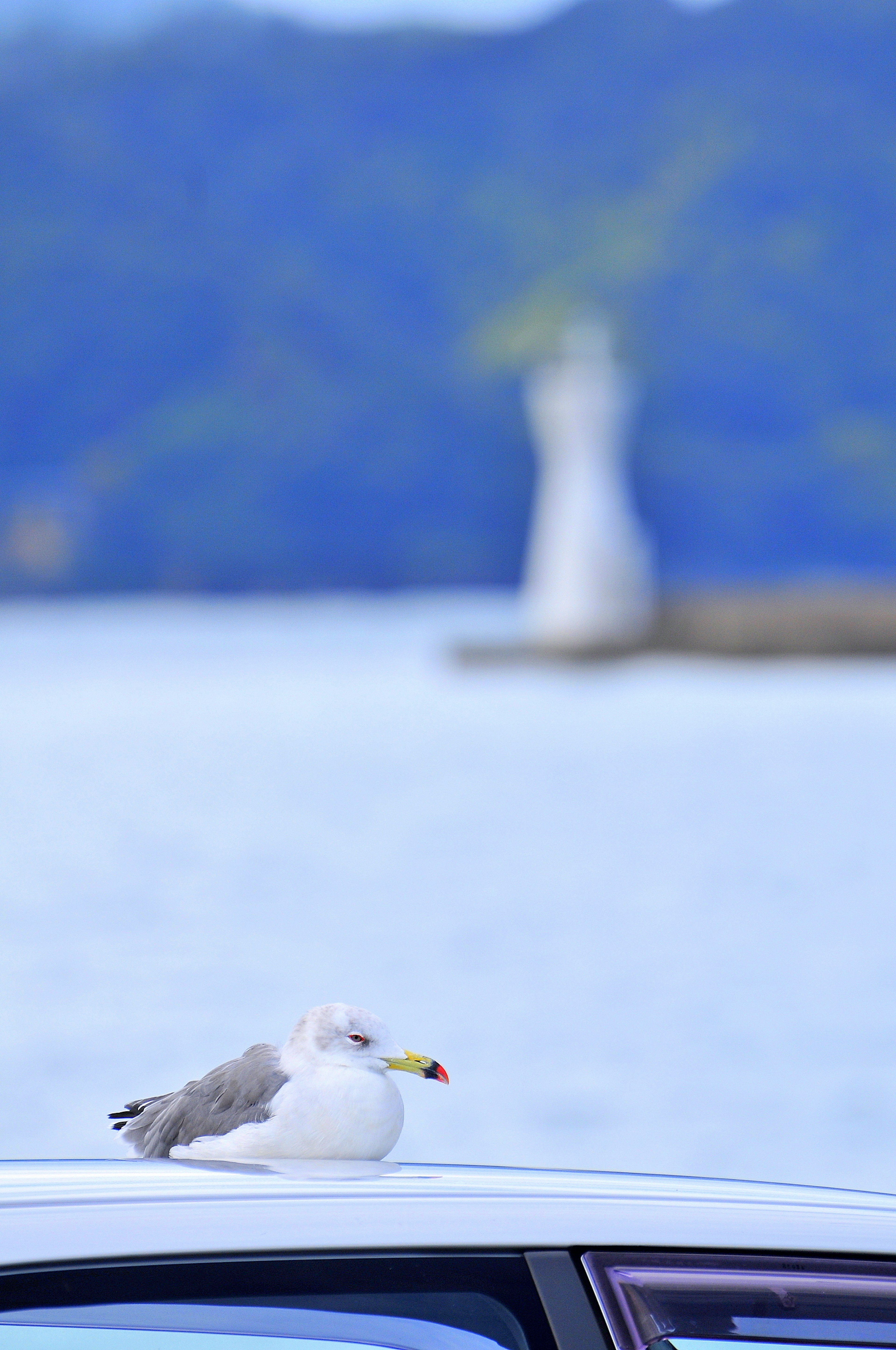 Möwe, die auf dem Dach eines Autos sitzt, mit einem Leuchtturm im Hintergrund