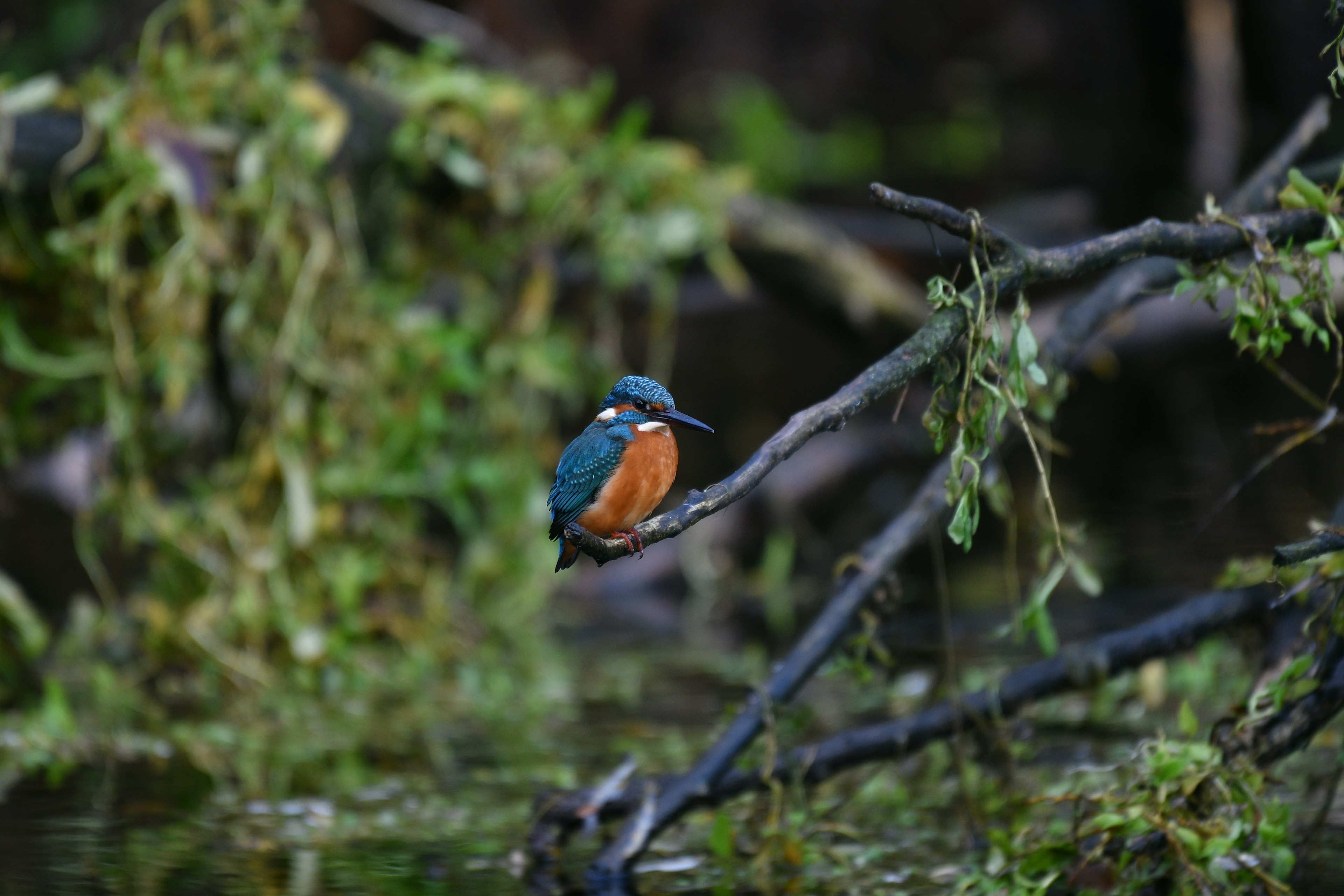 Martin-pêcheur coloré perché sur une branche au bord de l'eau