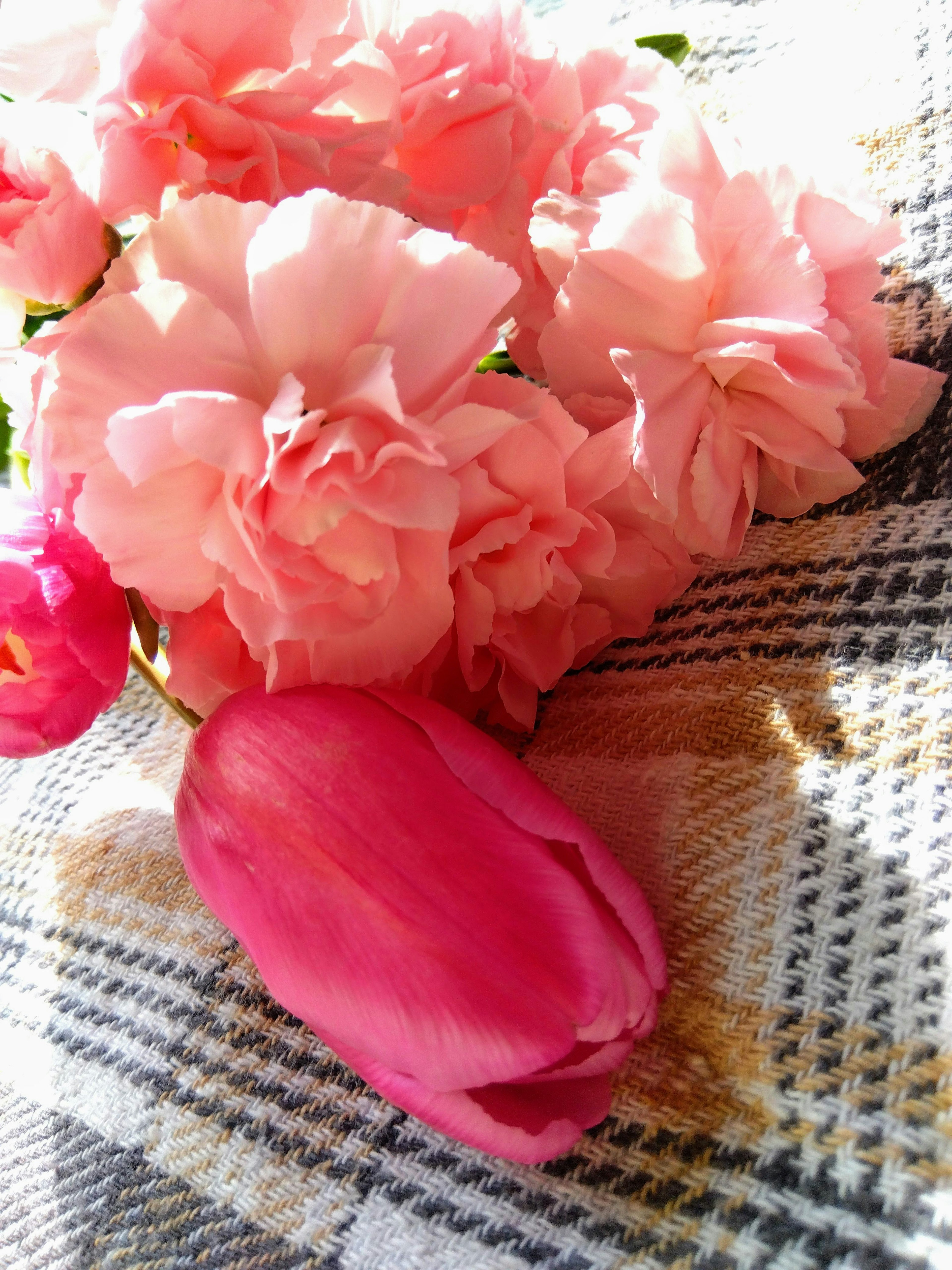 Soft pink roses and a tulip resting on a checkered fabric