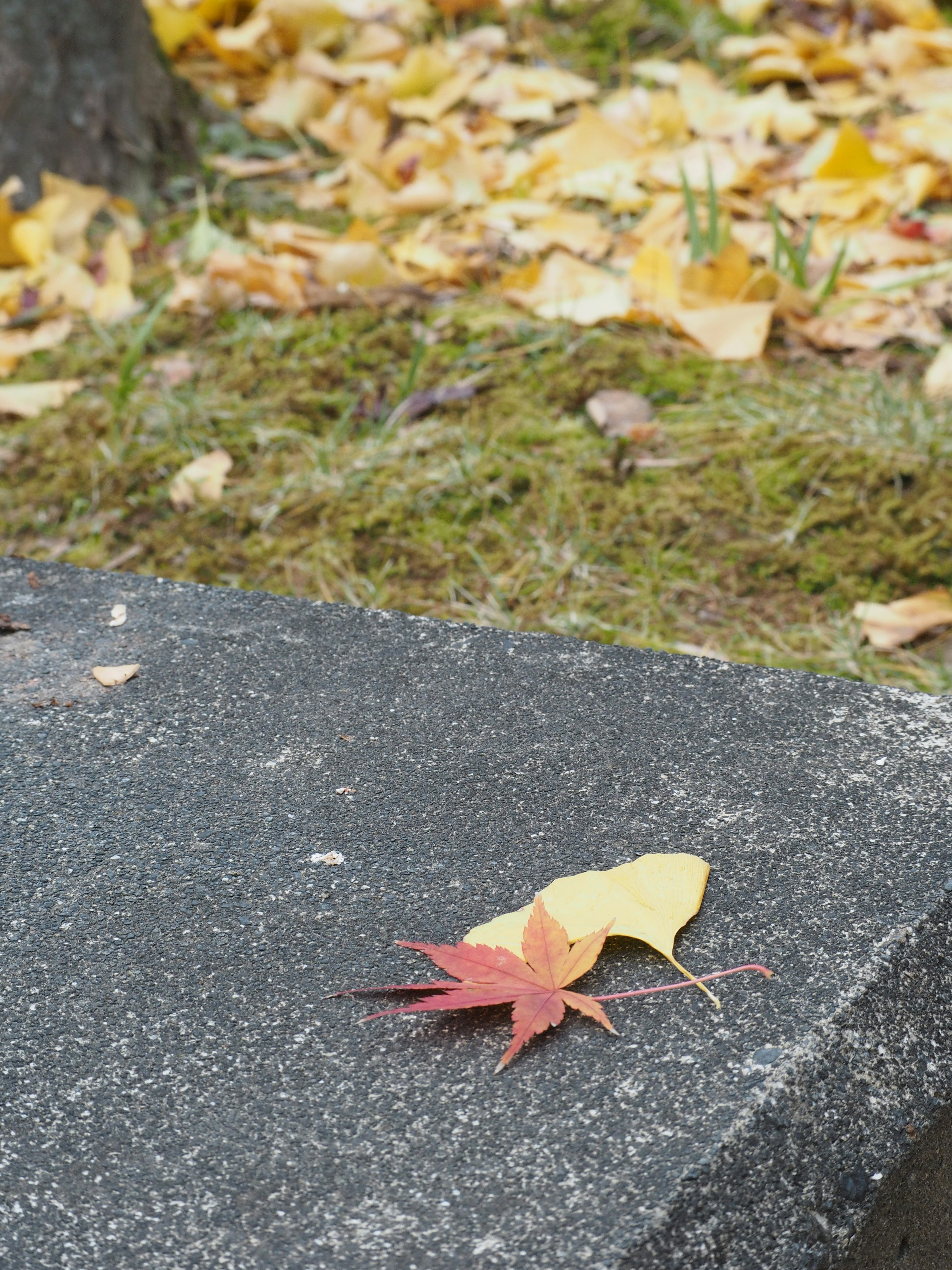 Autumn leaves resting on a stone surface