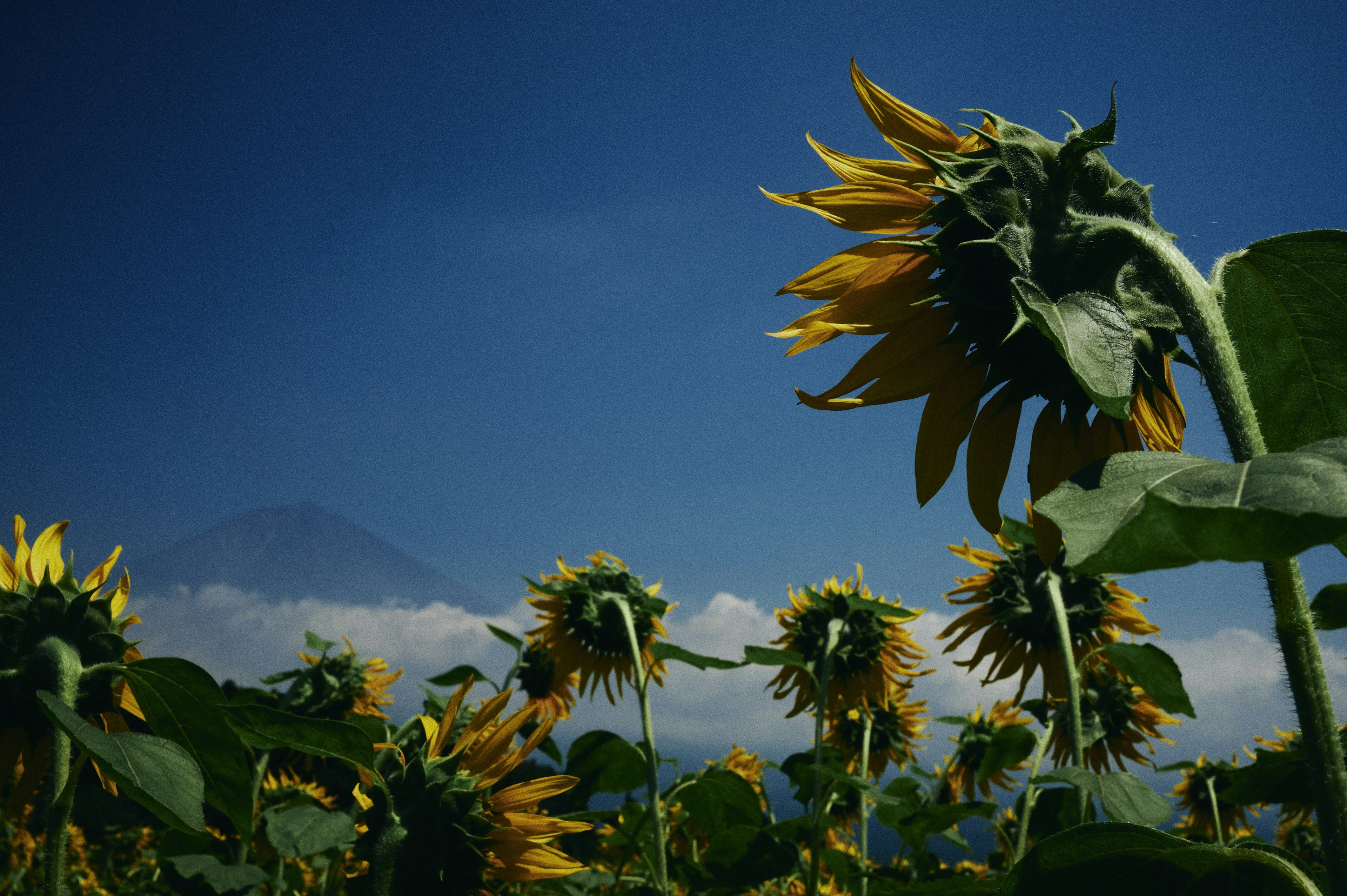 Sunflower field under a blue sky