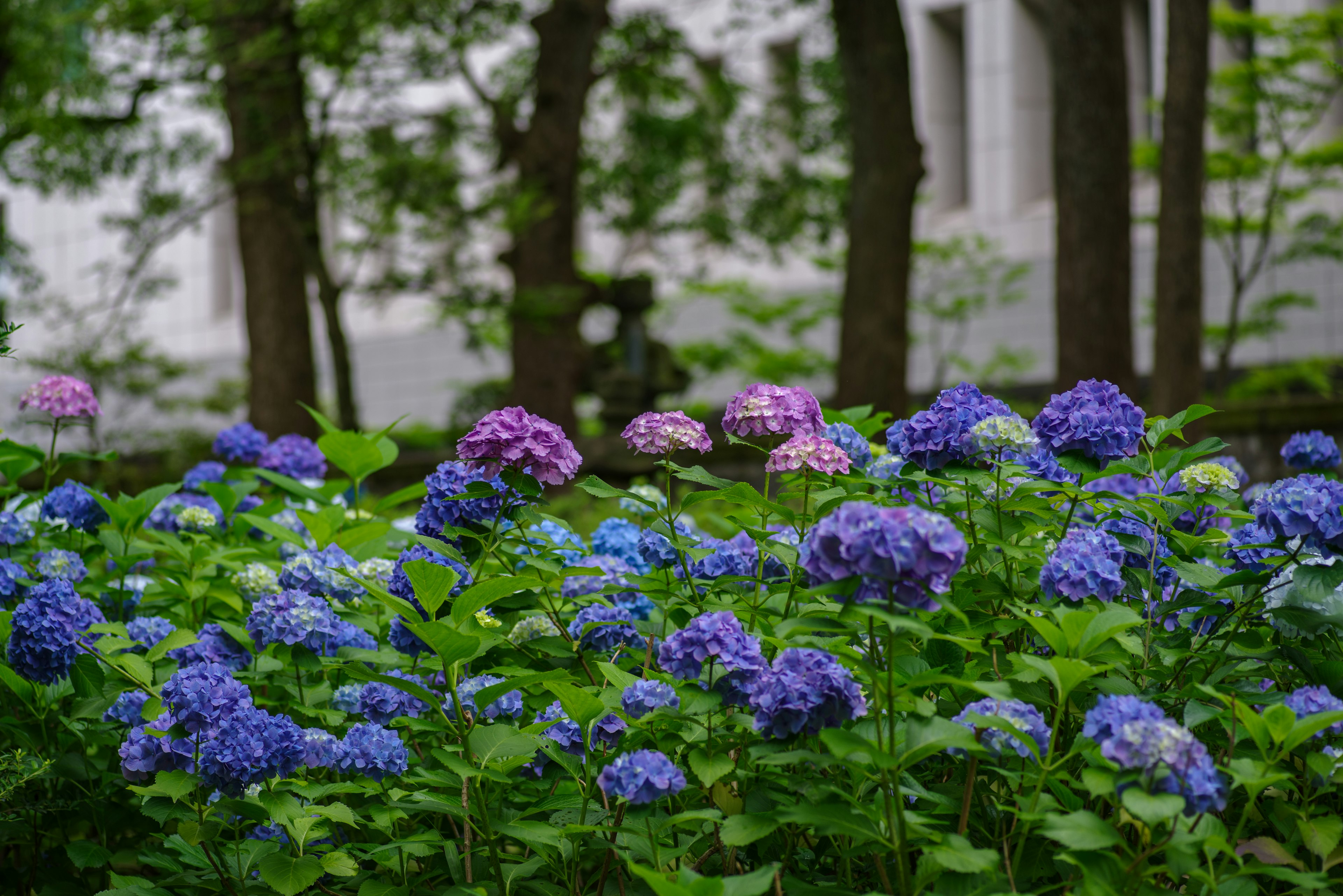 Eine Gartenszene mit blauen und rosa Hortensien in Blüte