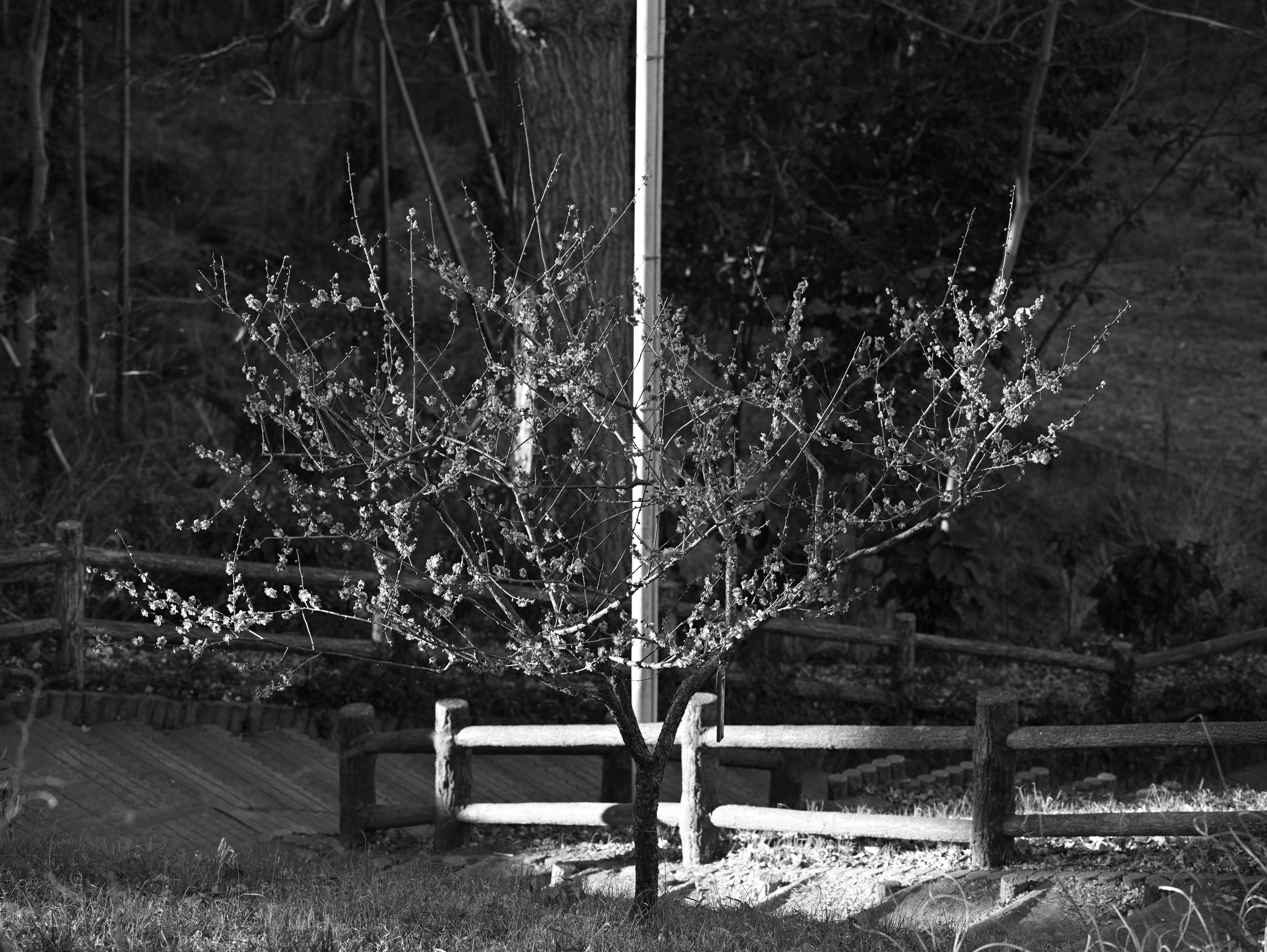 Un piccolo albero e una recinzione in un paesaggio in bianco e nero