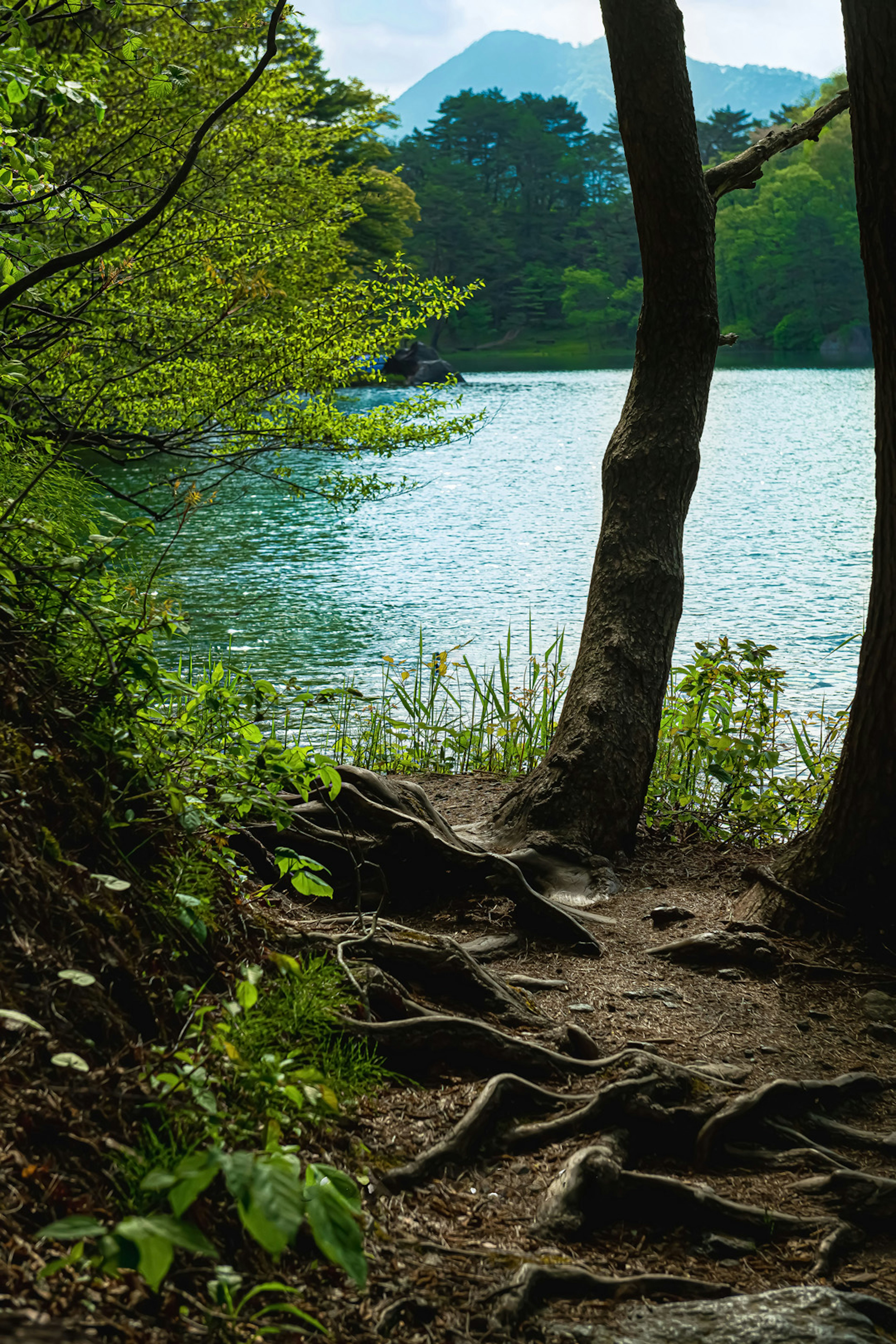 Lush landscape by a lake with tree roots