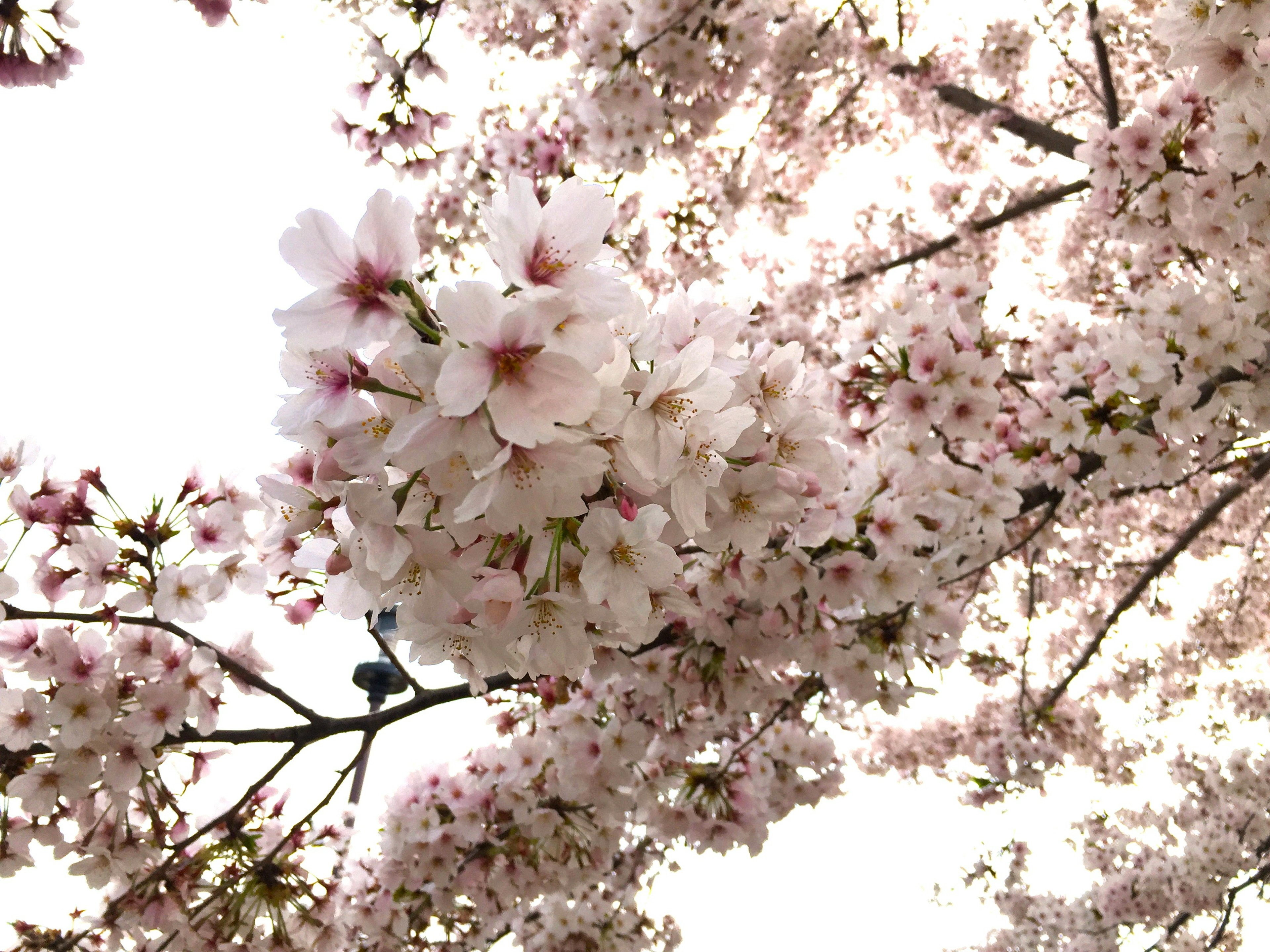 Close-up bunga sakura di atas cabang