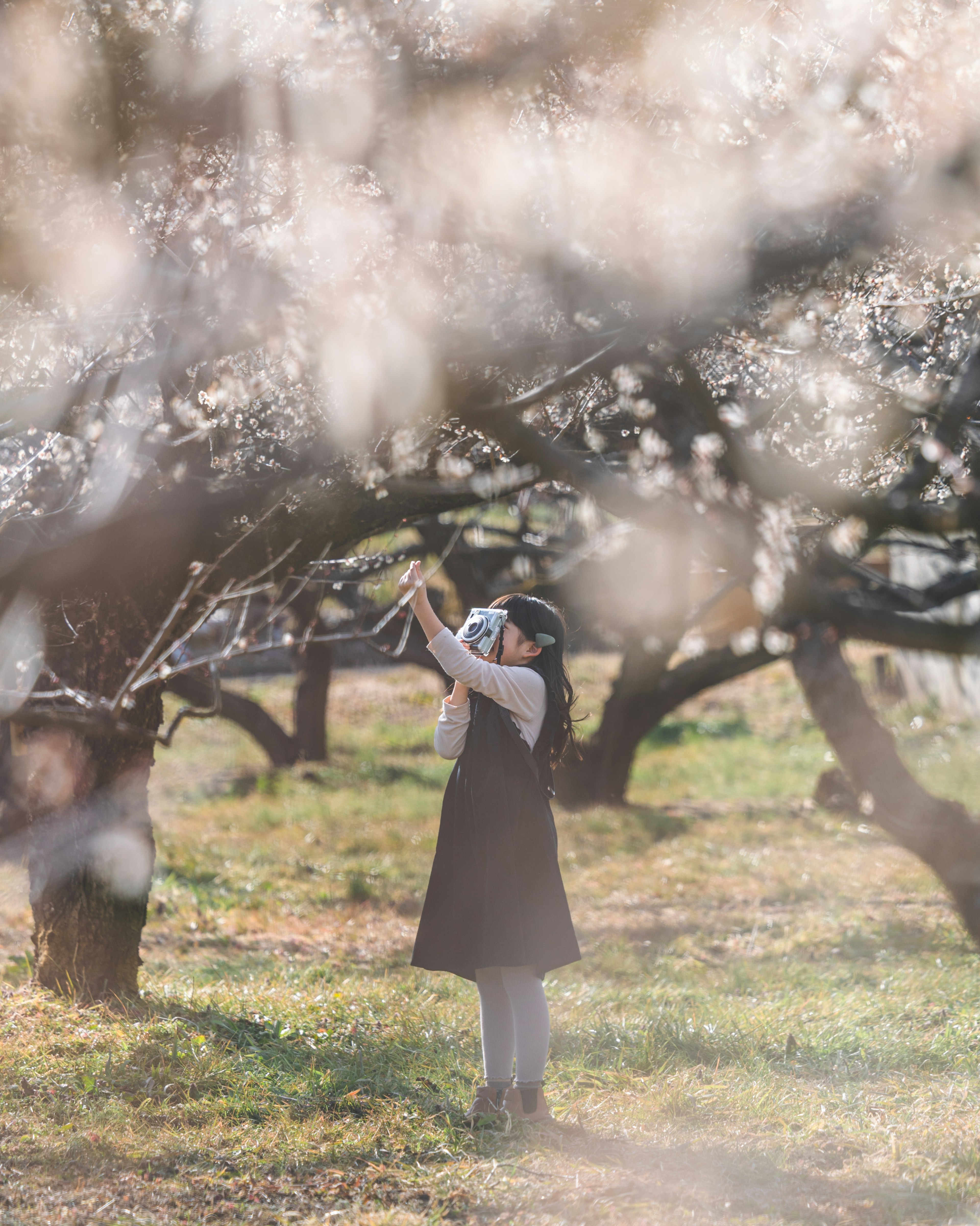 花が咲いた木の下で花を見上げる少女