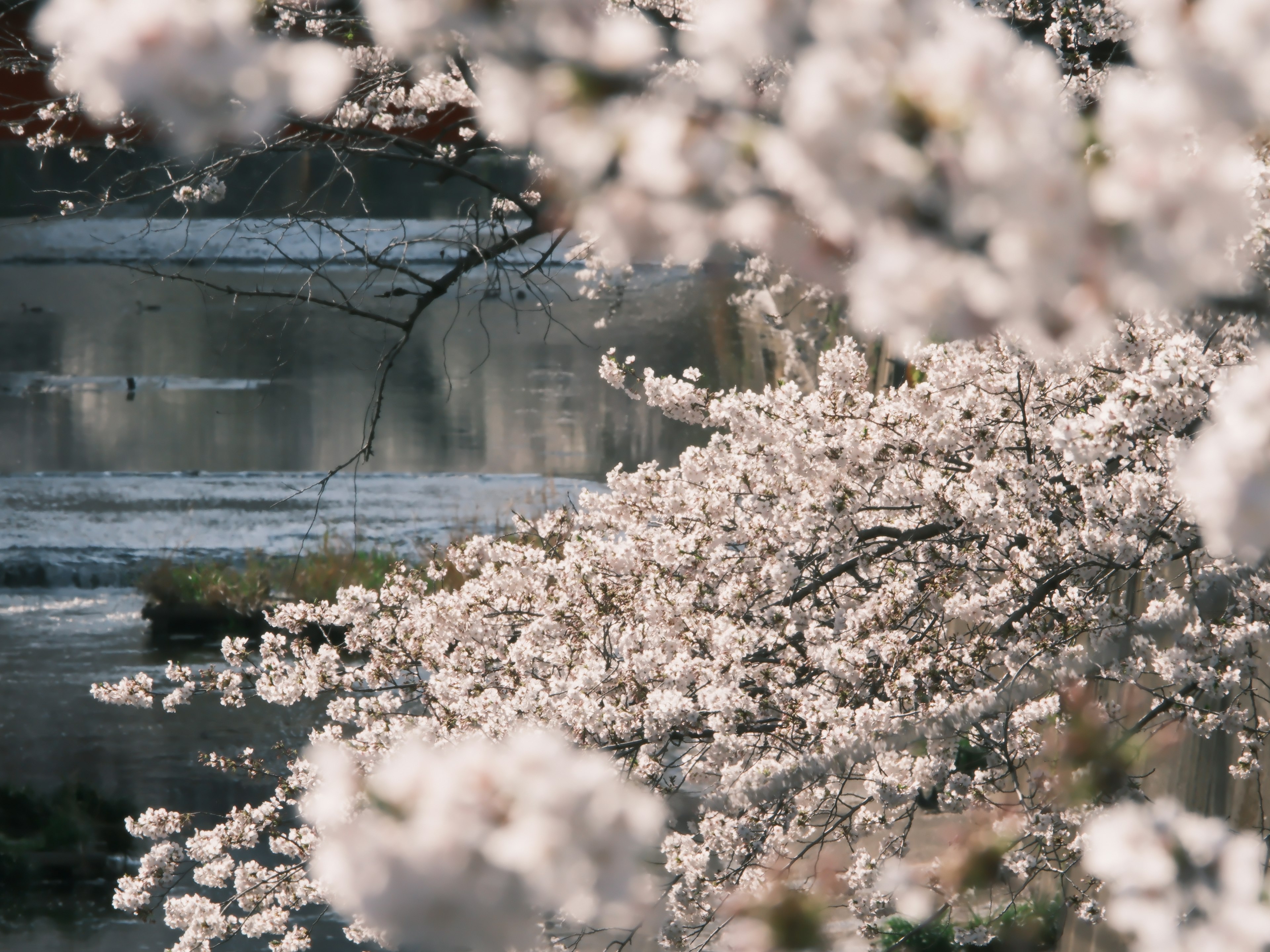 桜の花が咲く美しい風景の写真