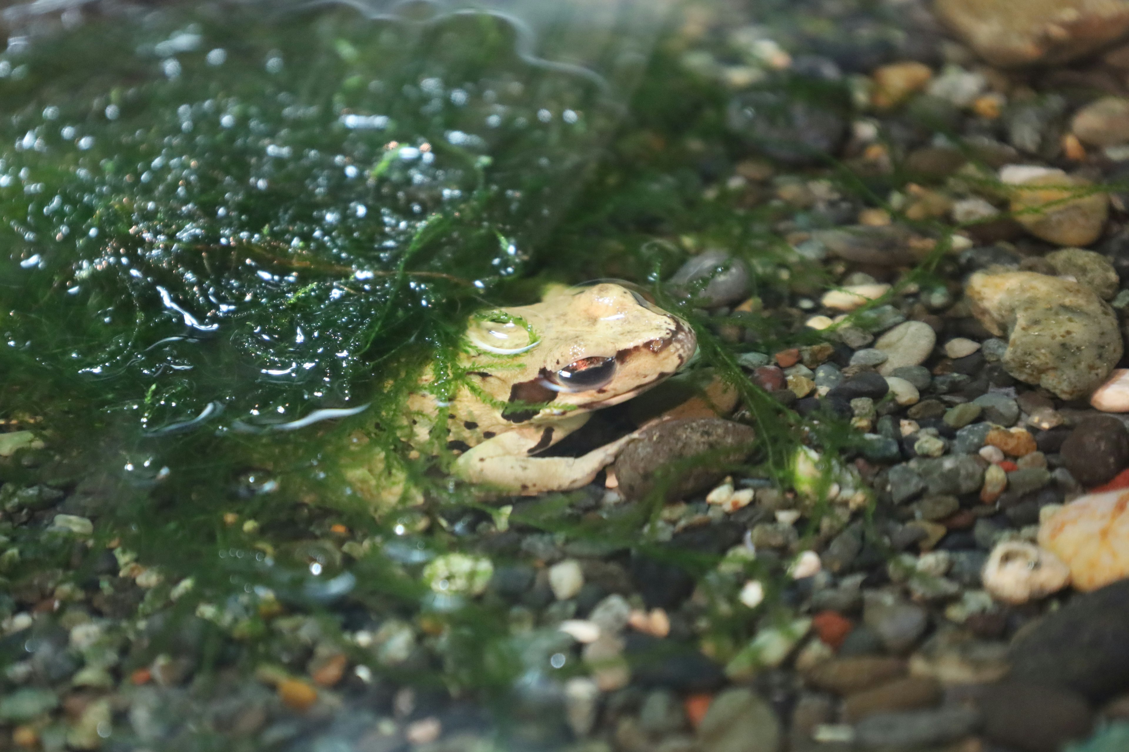 A frog's face partially submerged among rocks and algae in water