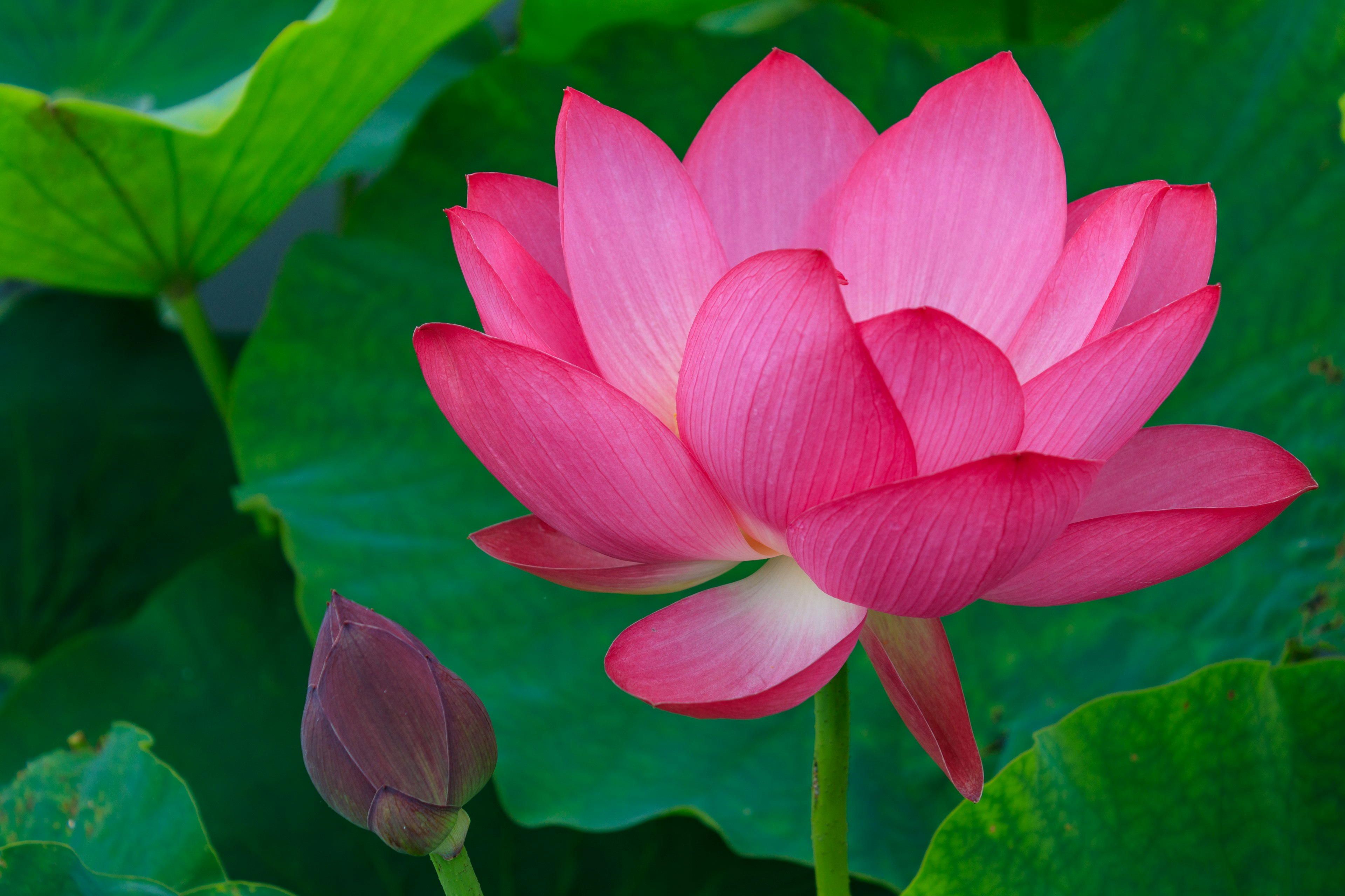 Sebuah bunga lotus pink yang indah mekar di antara daun hijau