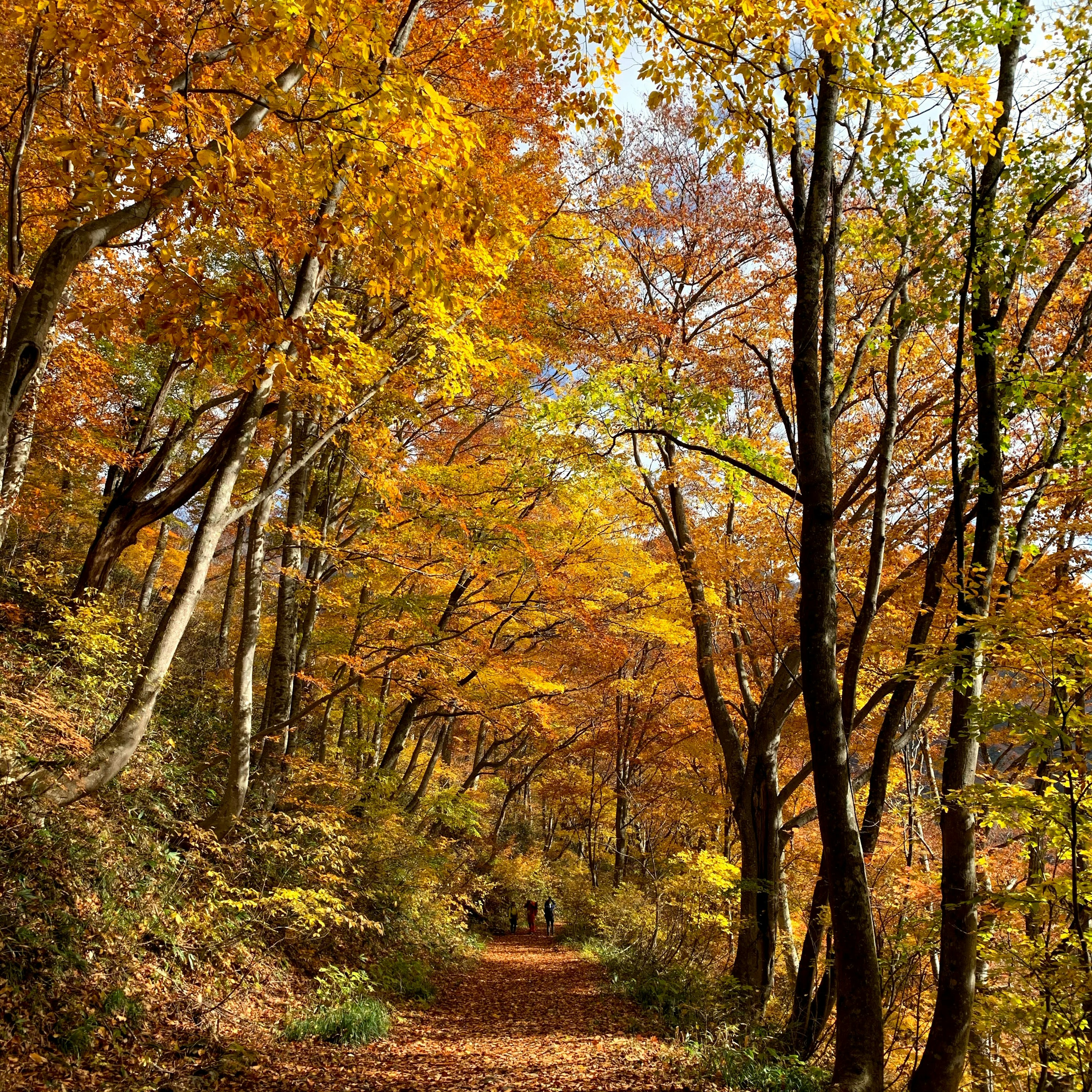 Un sendero flanqueado por árboles de otoño coloridos