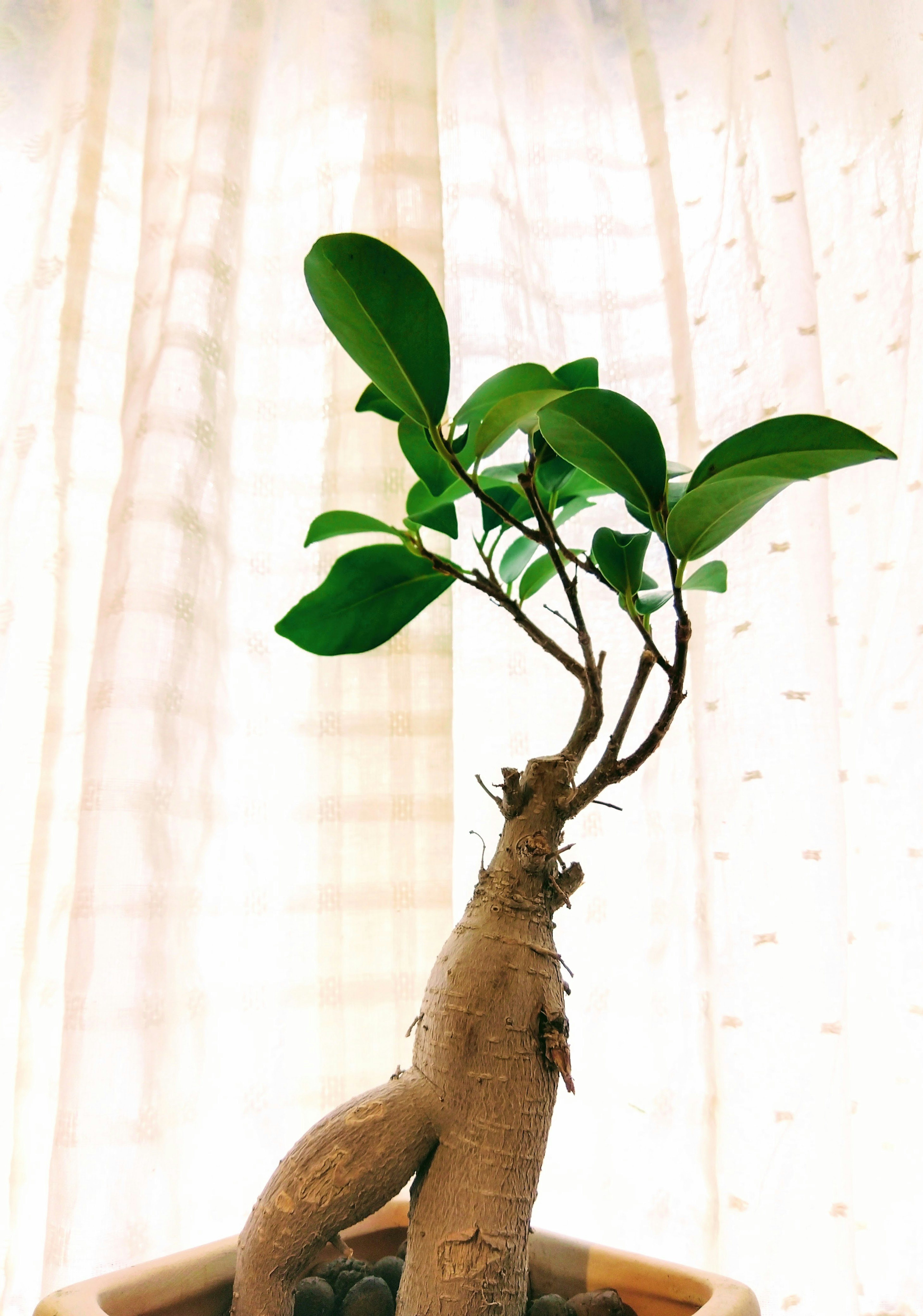 Planta de interior en maceta situada junto a una ventana con hojas verdes y un tronco grueso