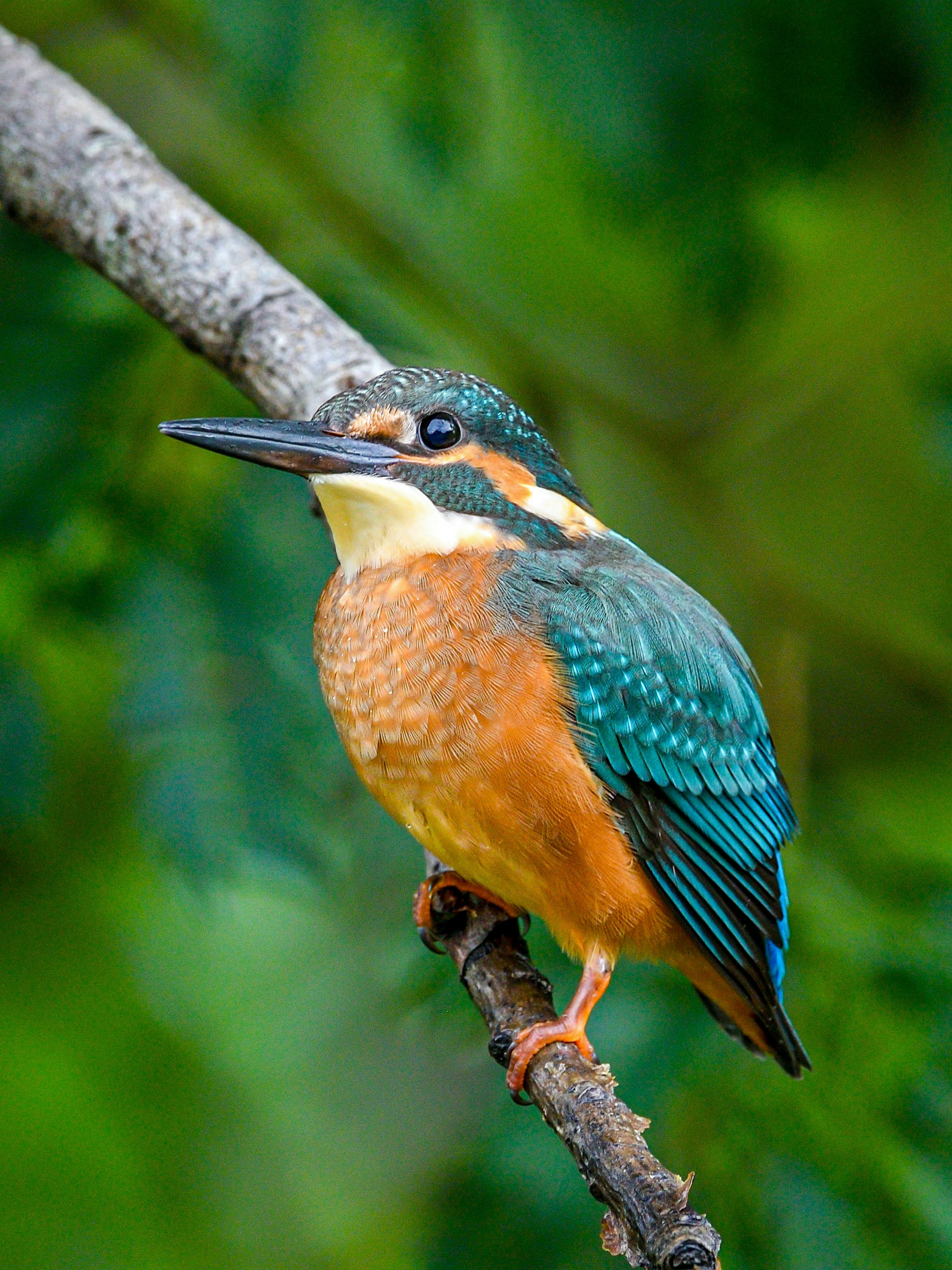 Burung kingfisher berwarna cerah bertengger di dahan