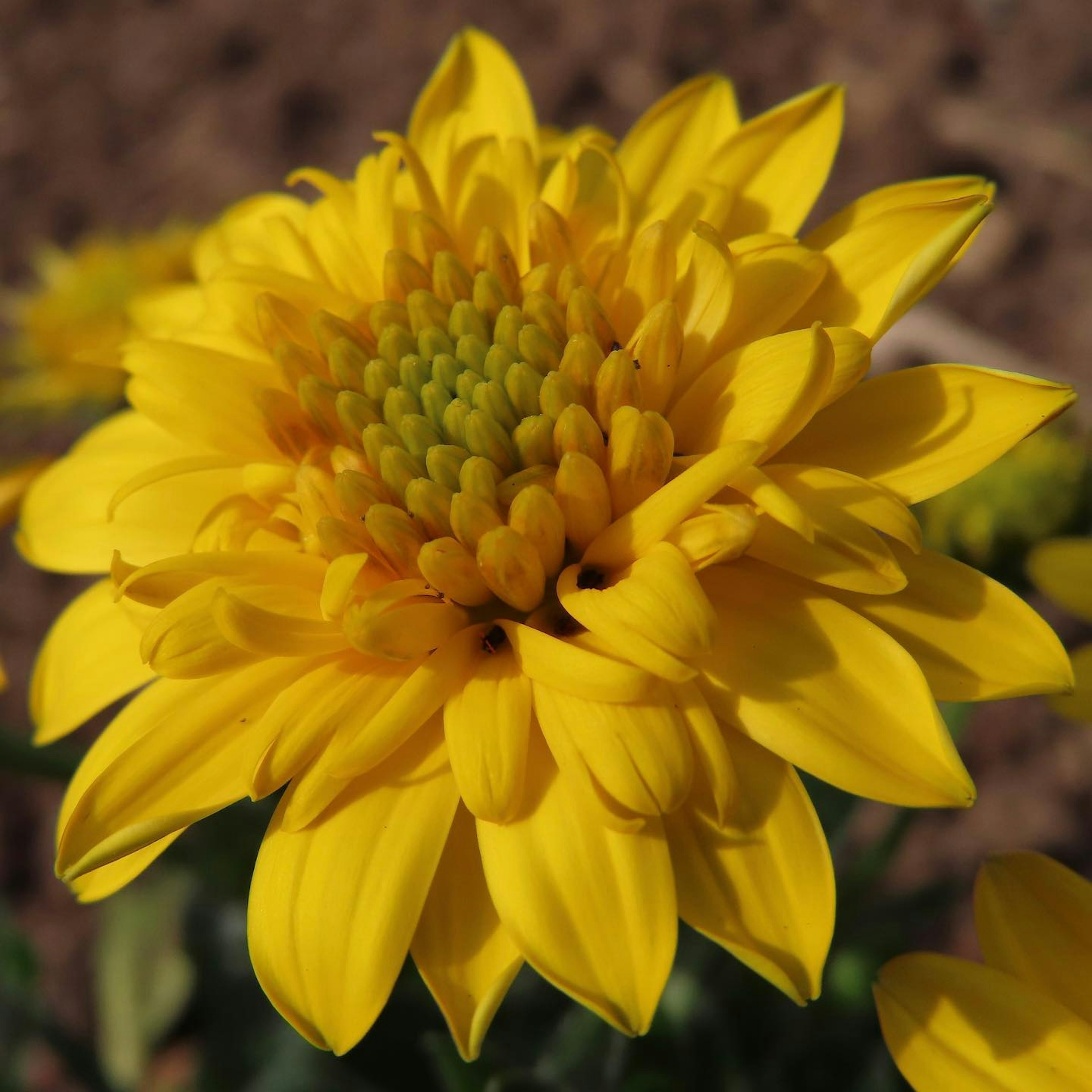 Vibrant yellow flower in full bloom