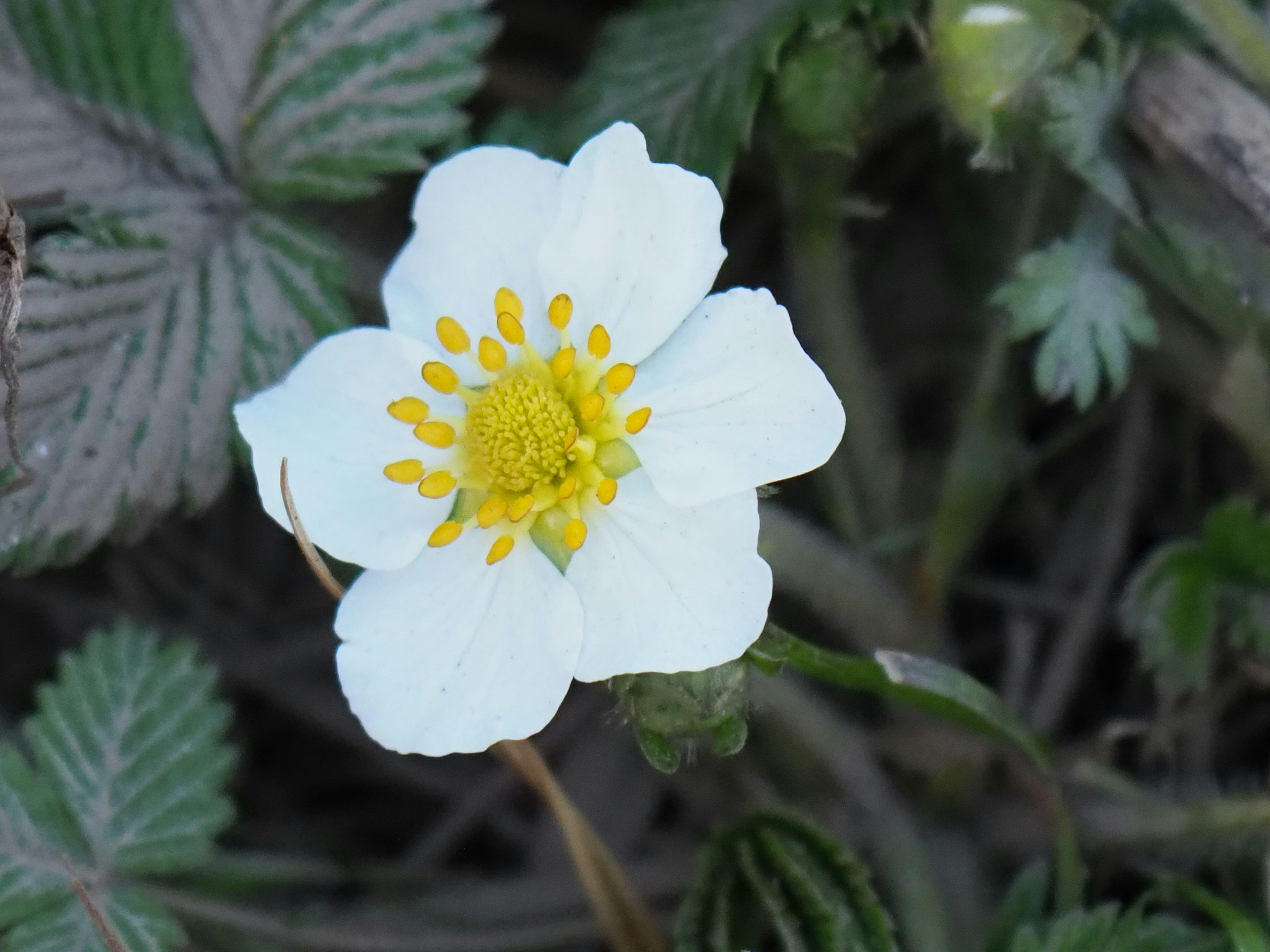 Primer plano de una flor blanca con un centro amarillo